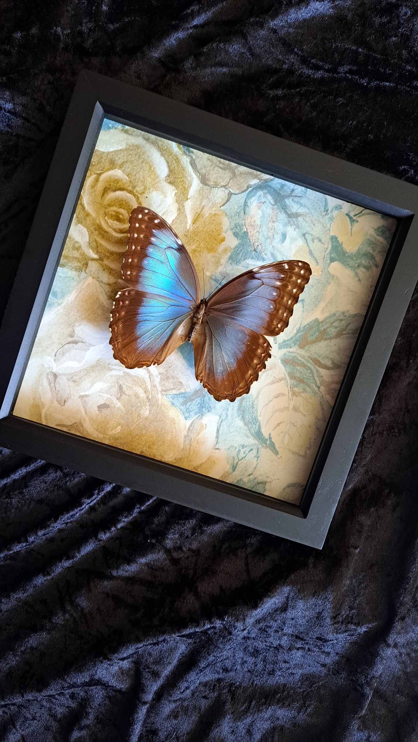 Blue Morpho Framed V