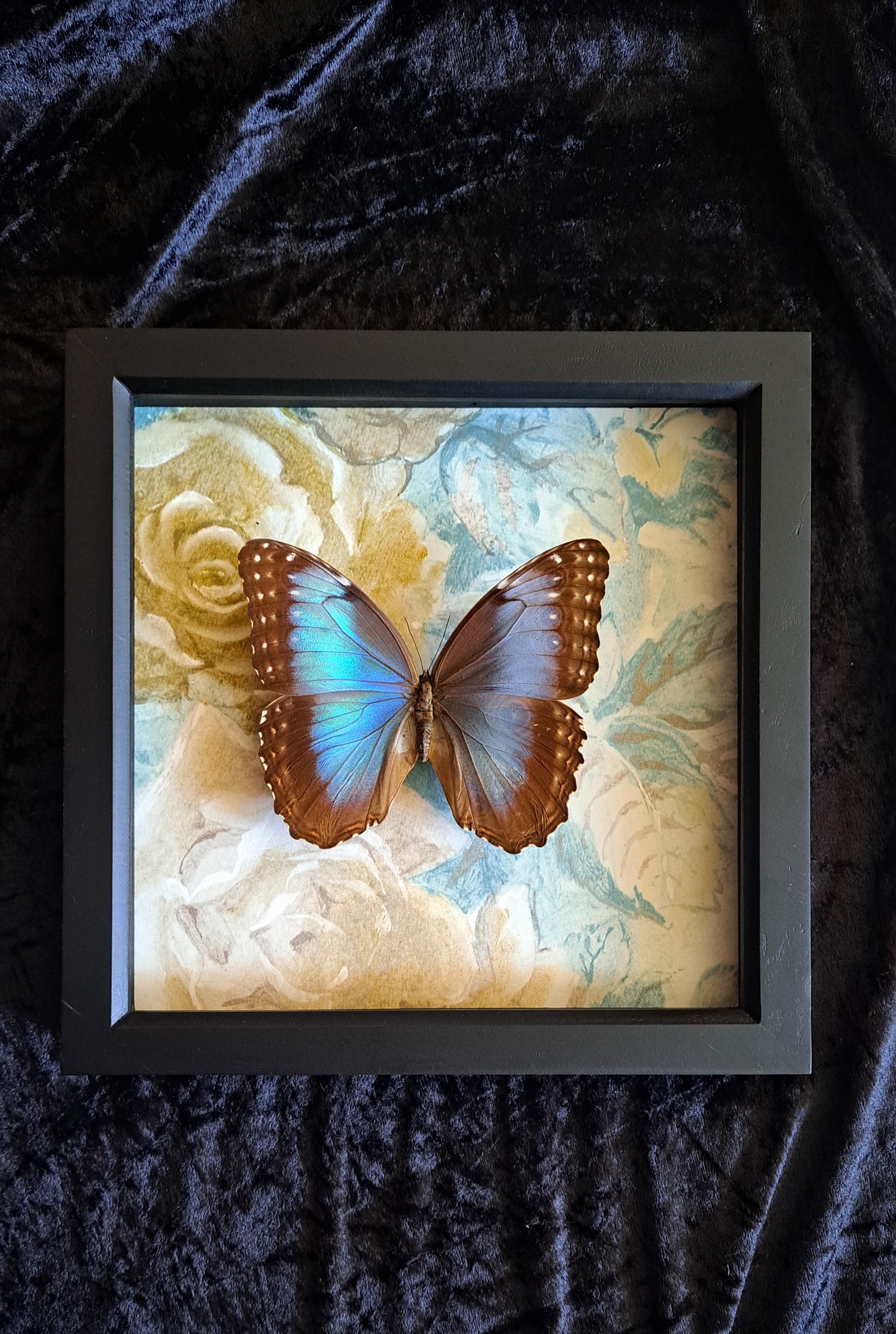 Blue Morpho Framed V