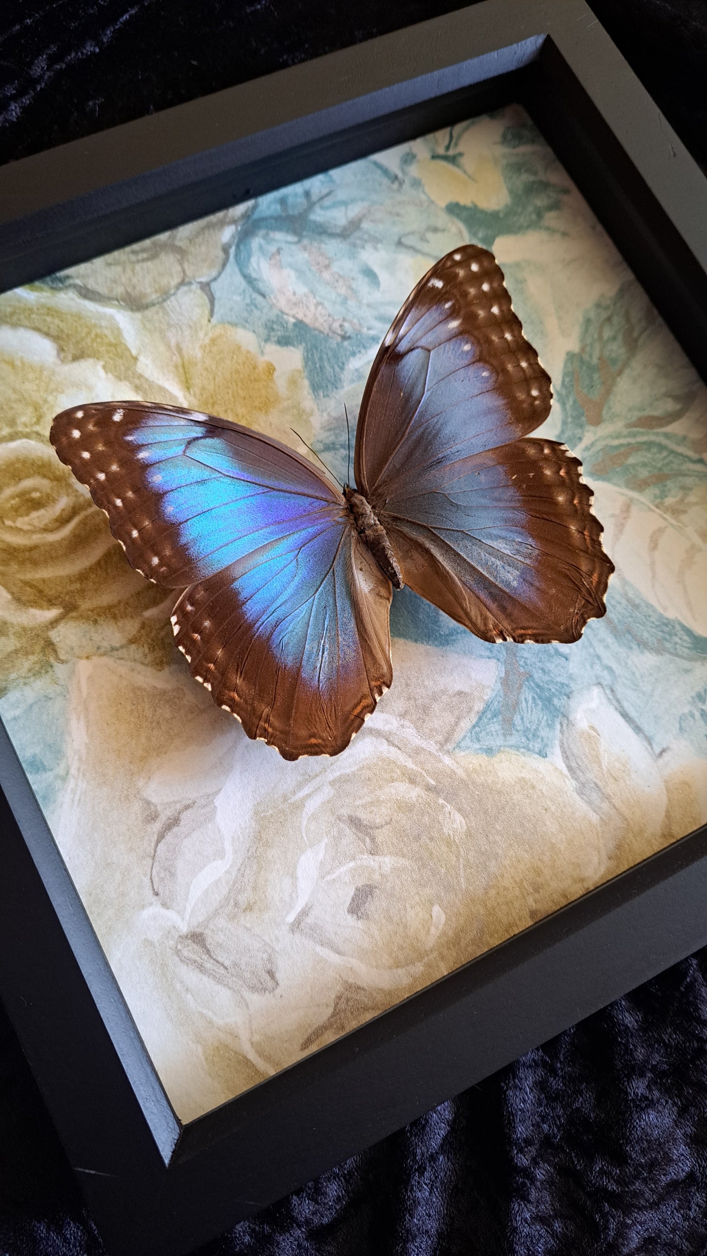 Blue Morpho Framed V