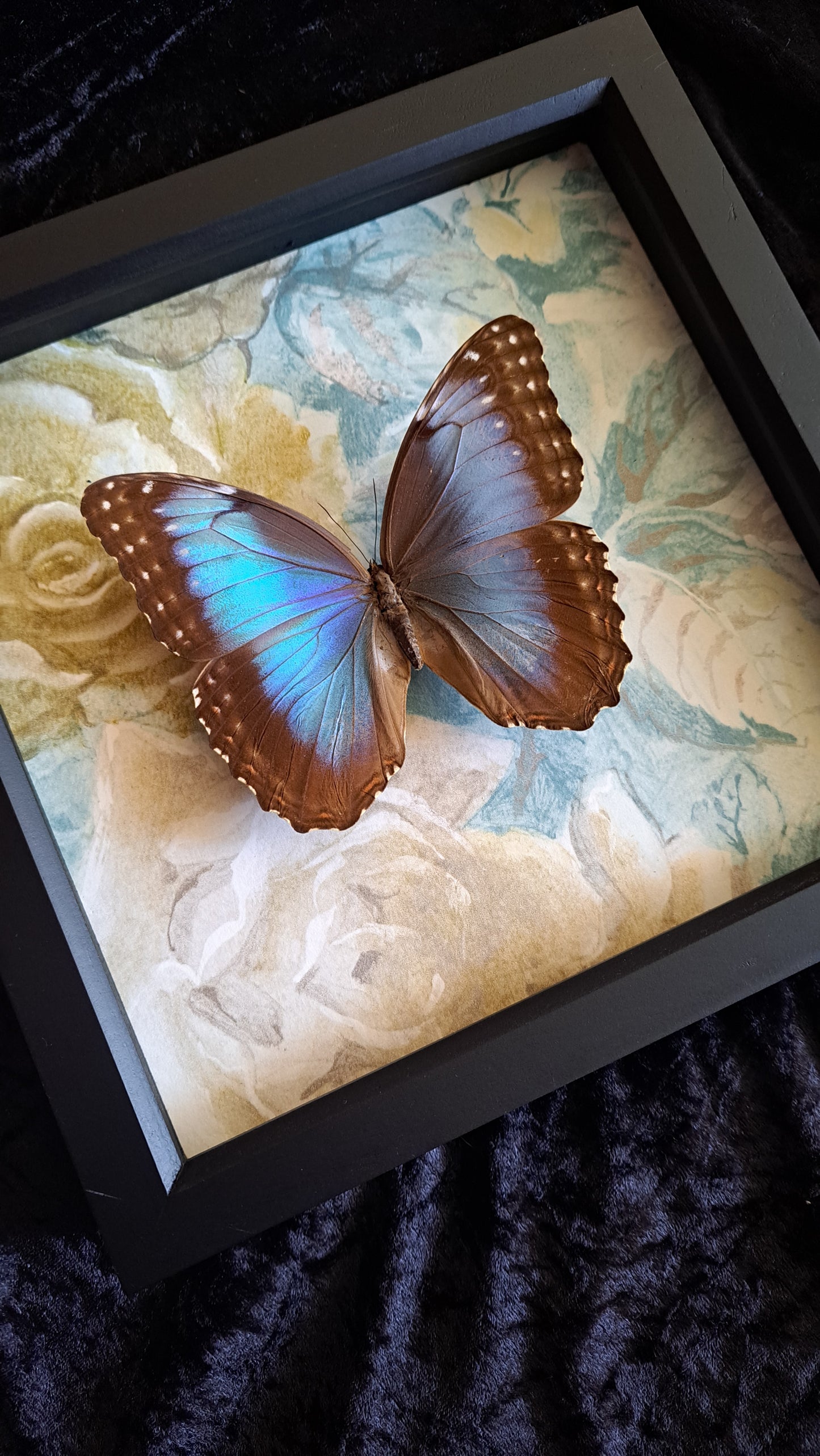 Blue Morpho Framed V