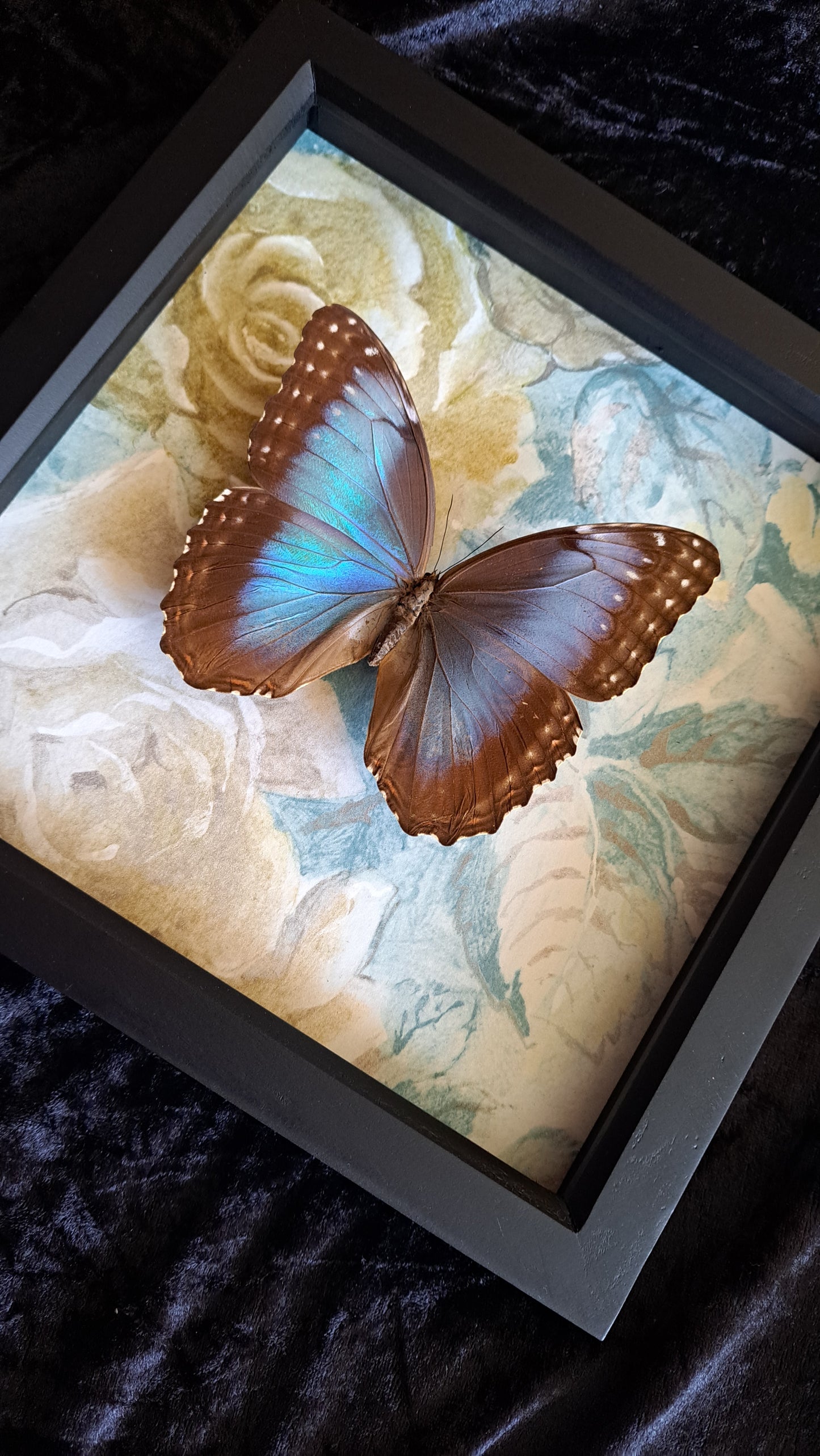 Blue Morpho Framed V