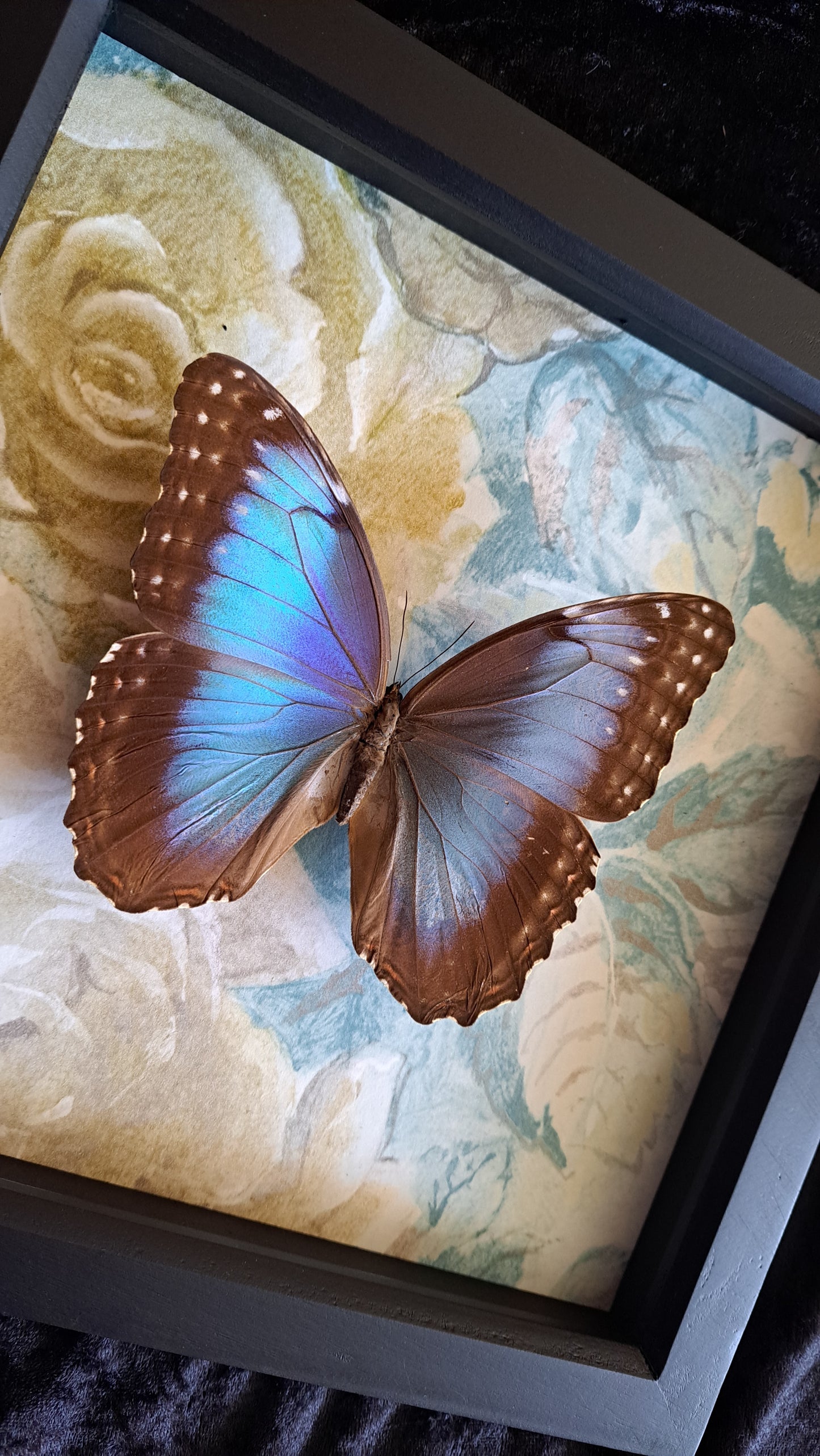 Blue Morpho Framed V