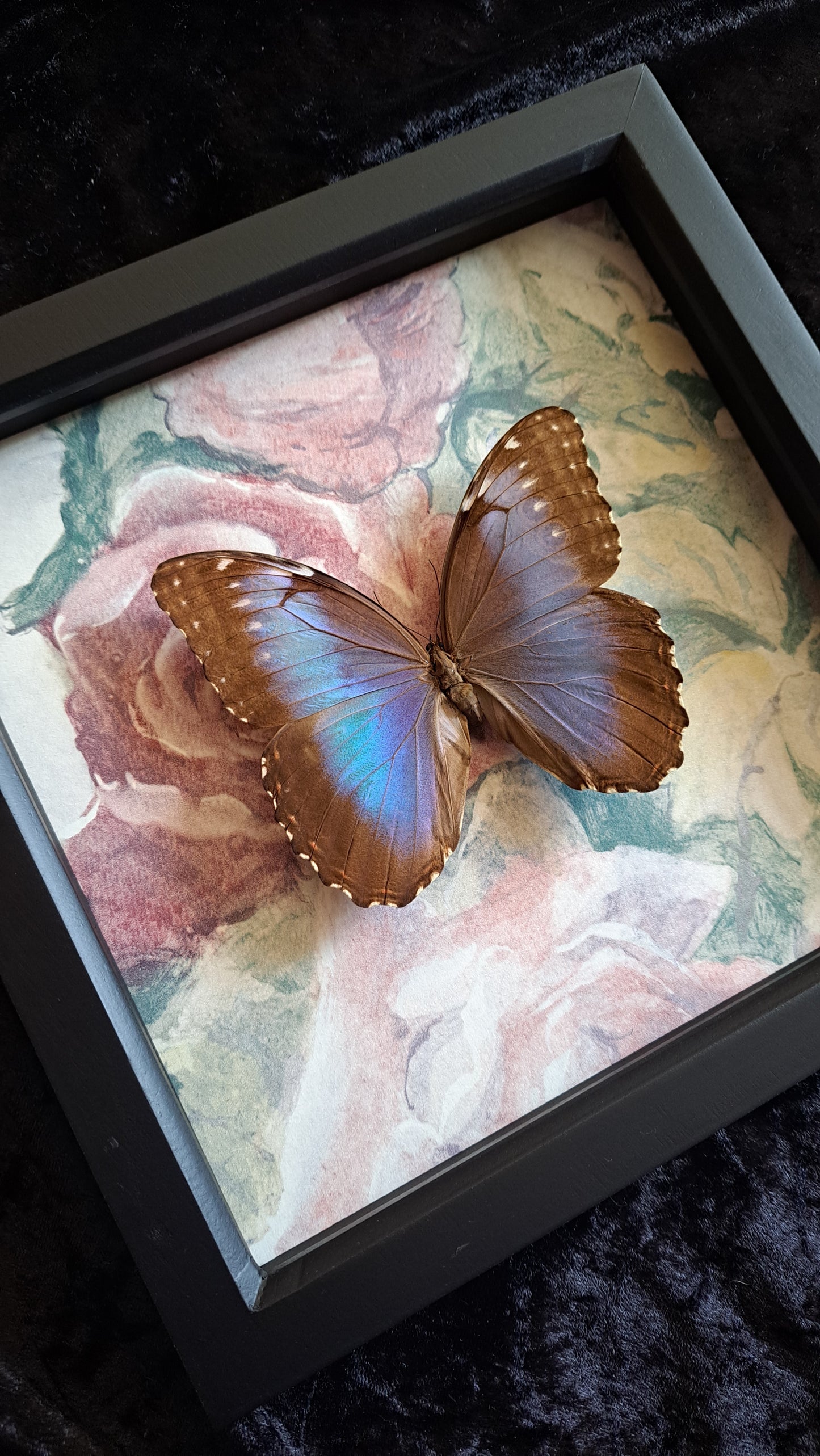 Blue Morpho Framed IV