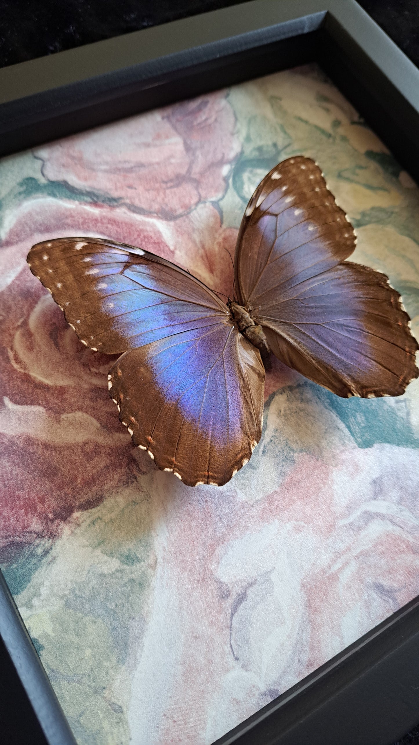 Blue Morpho Framed IV