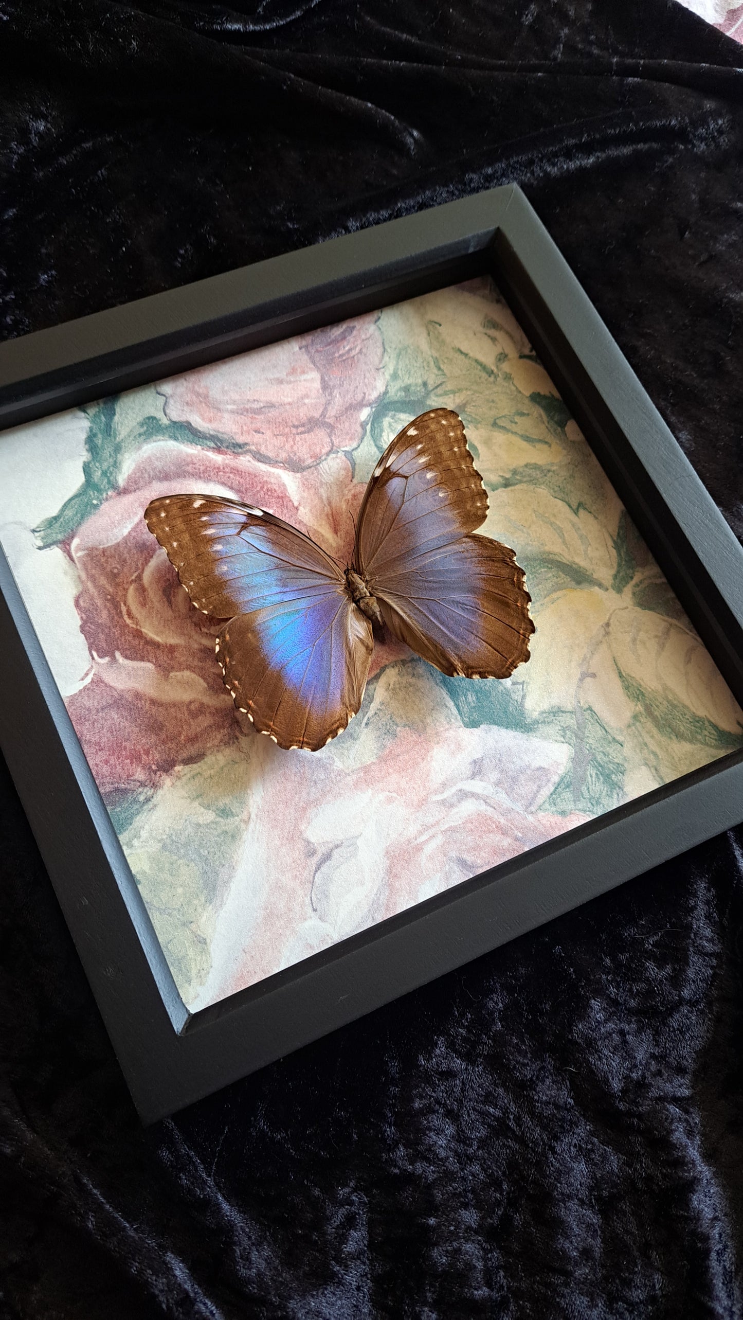 Blue Morpho Framed IV