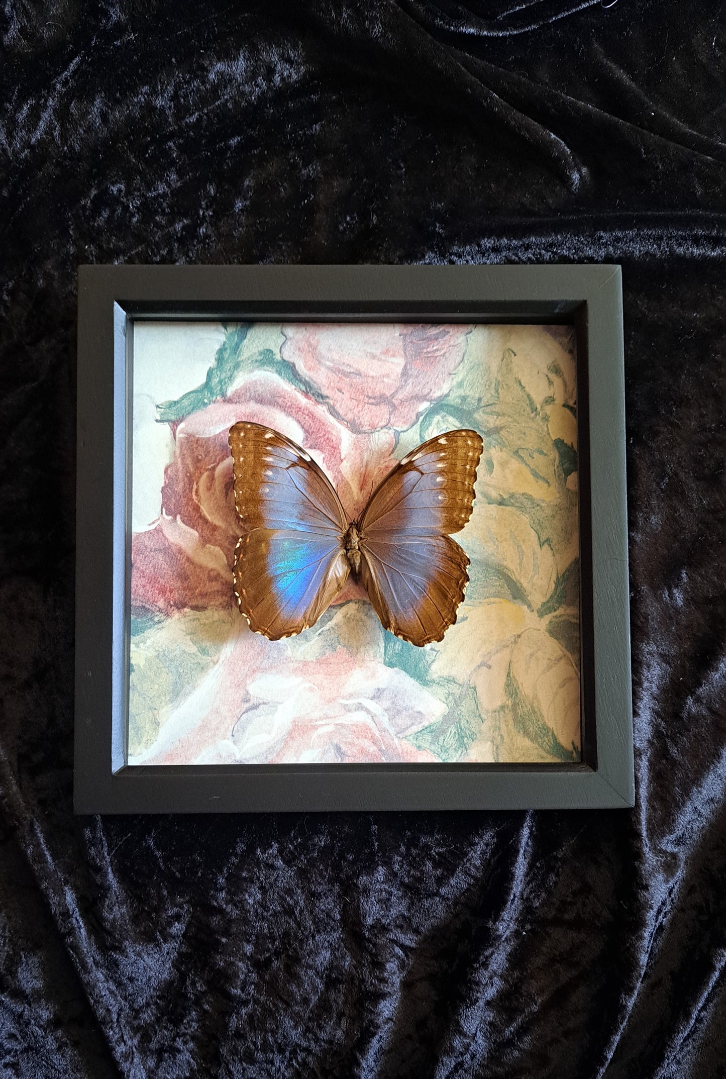 Blue Morpho Framed IV