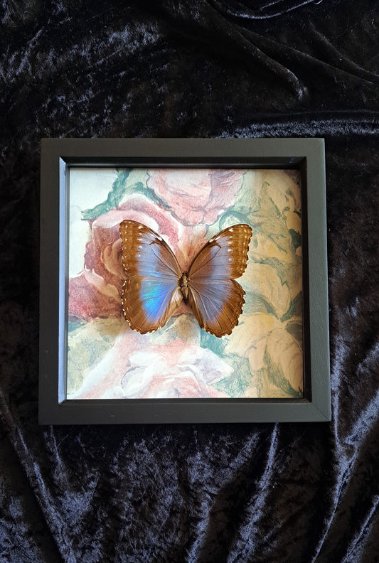 Blue Morpho Framed IV