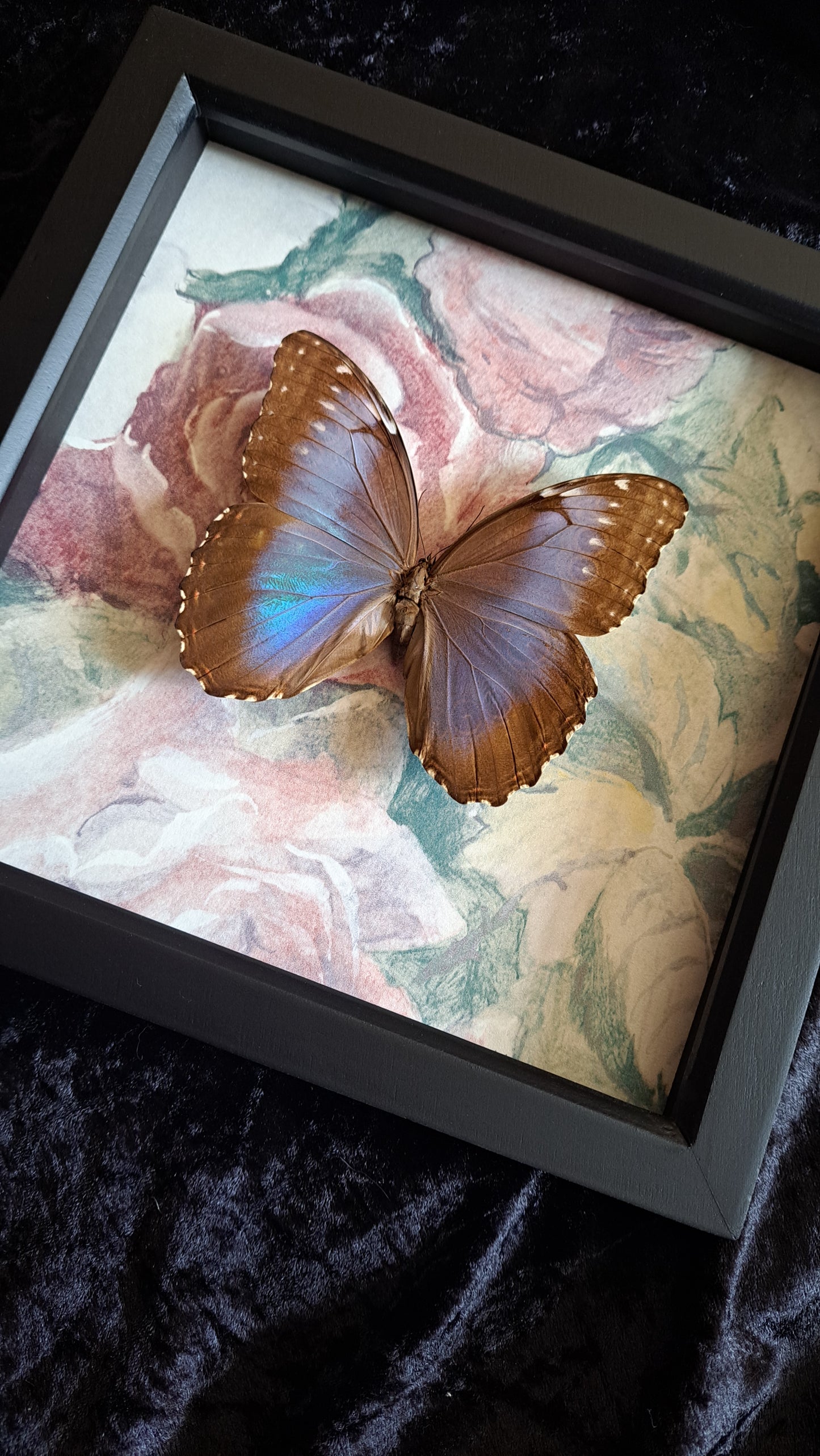 Blue Morpho Framed IV