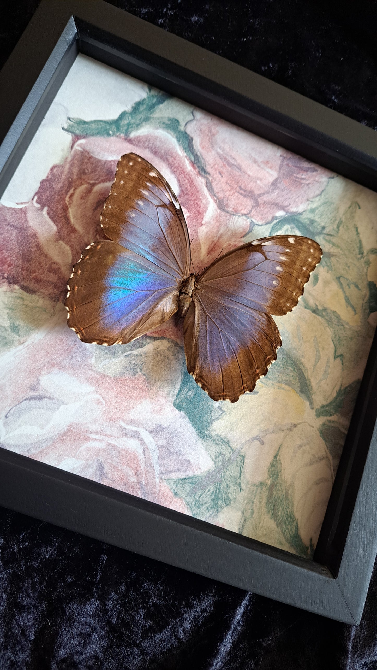 Blue Morpho Framed IV