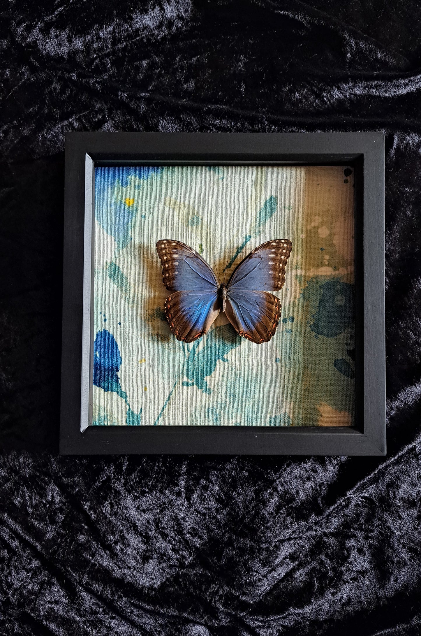 Blue Morpho Framed III