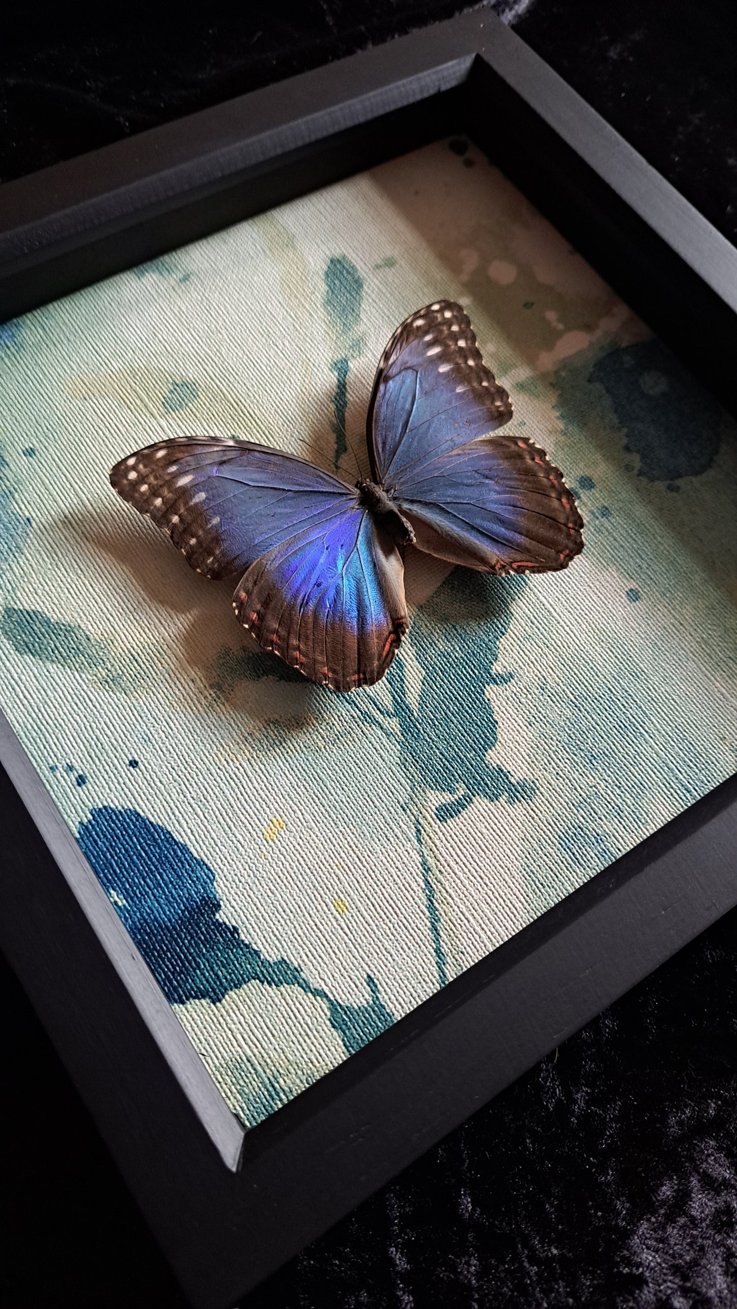 Blue Morpho Framed III