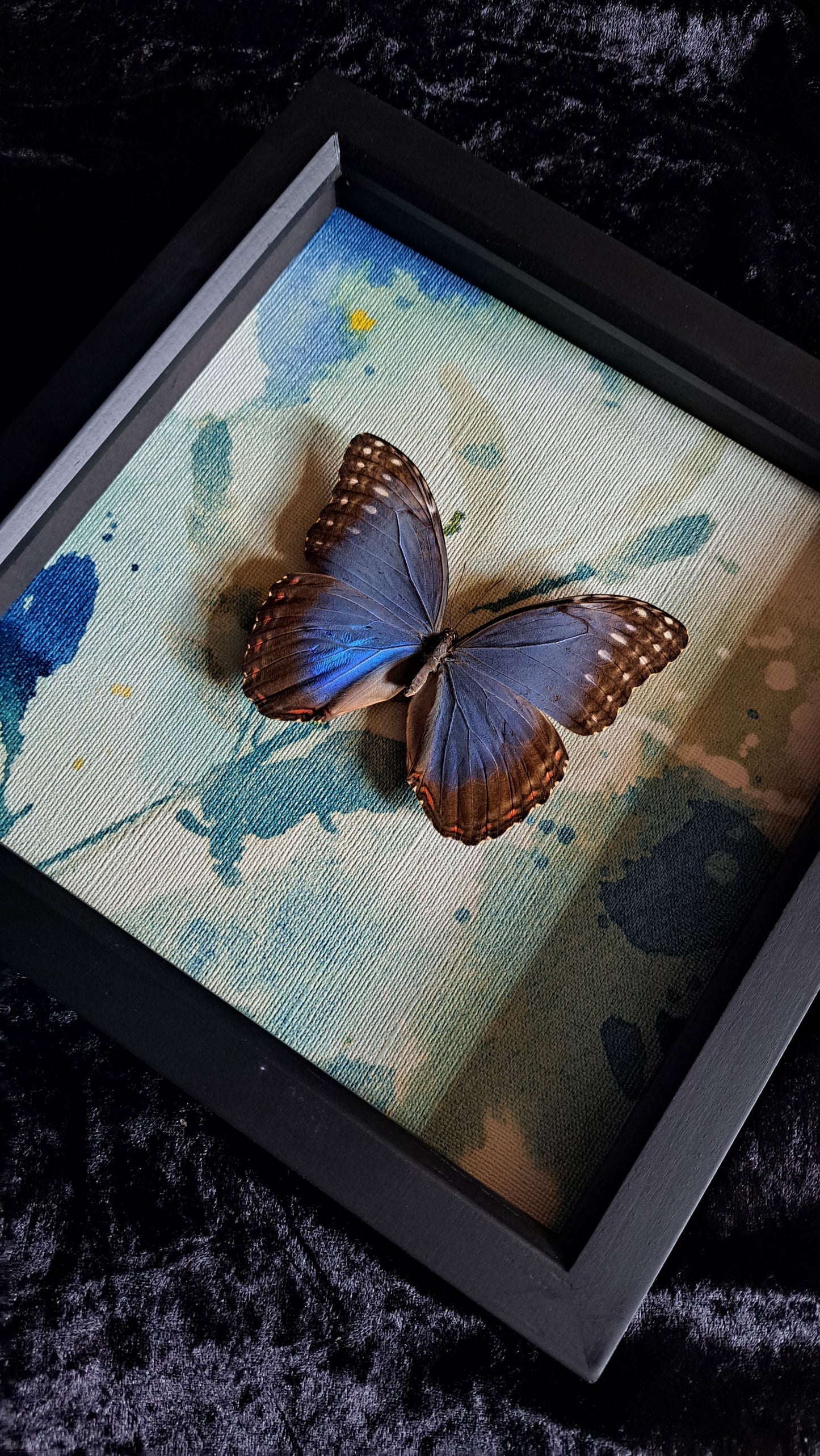 Blue Morpho Framed III