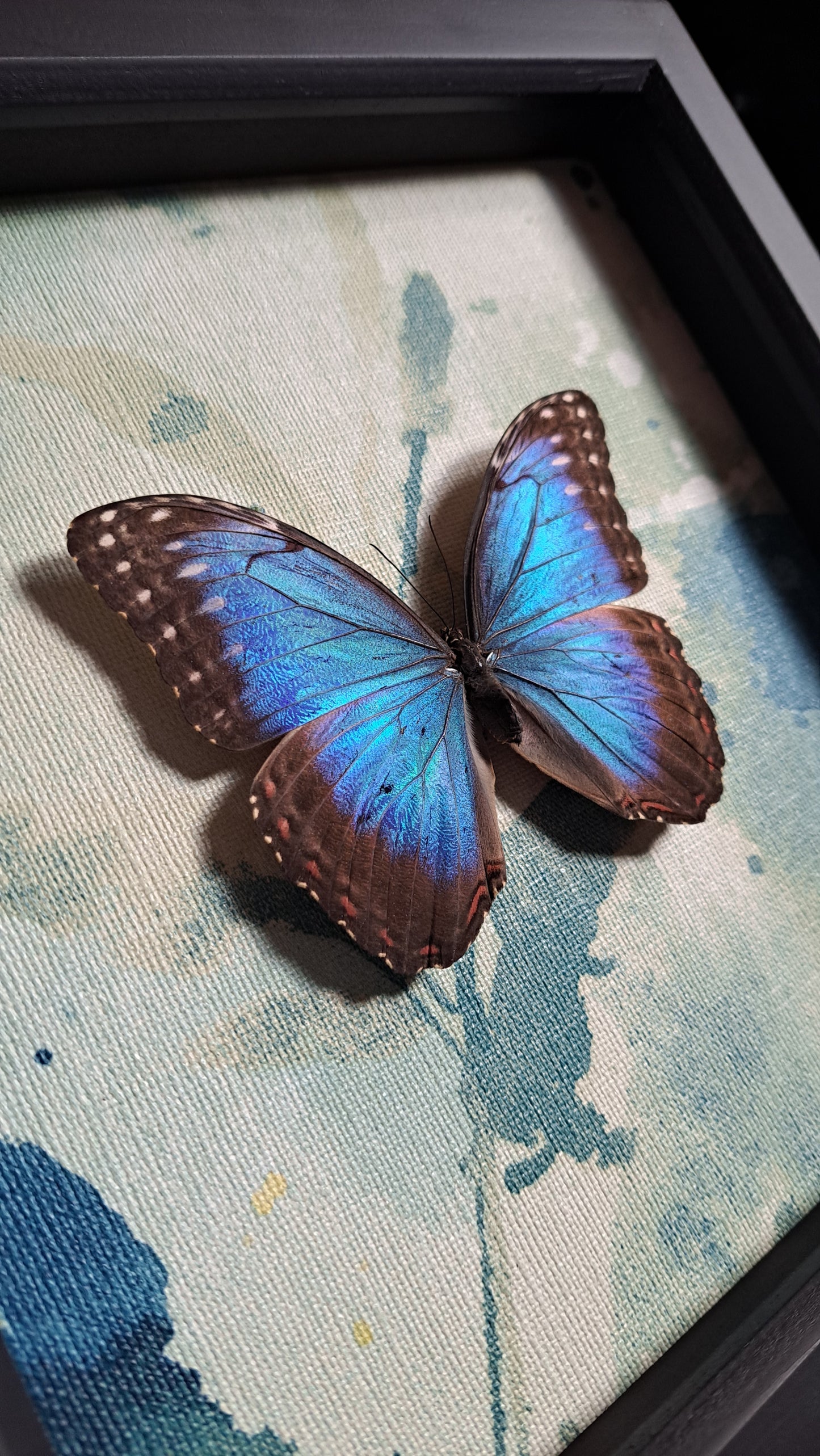 Blue Morpho Framed III