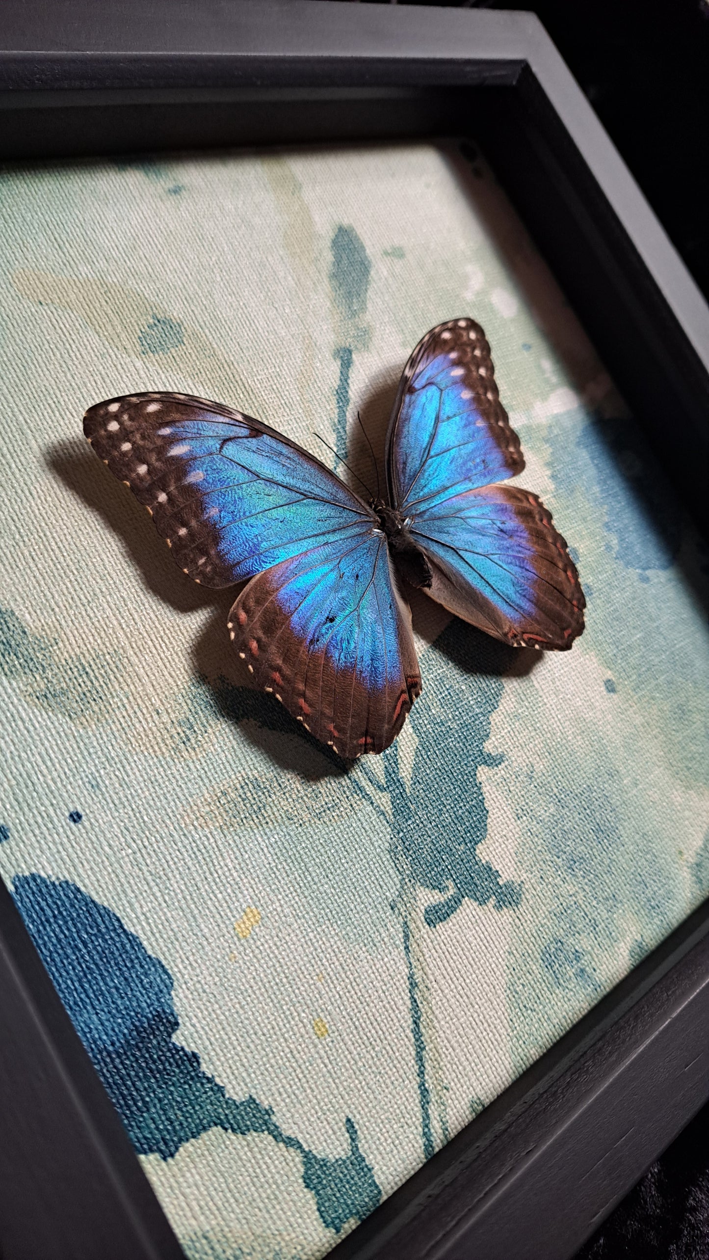 Blue Morpho Framed III