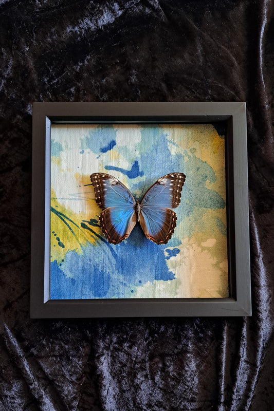 Blue Morpho Framed II