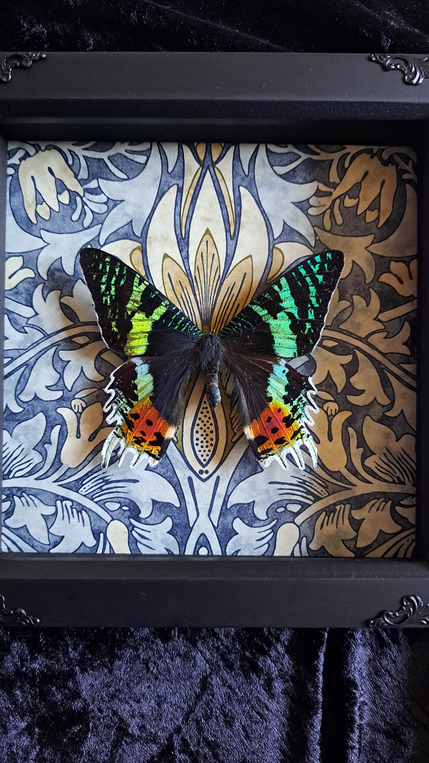 Madagascan Sunset Moth Framed