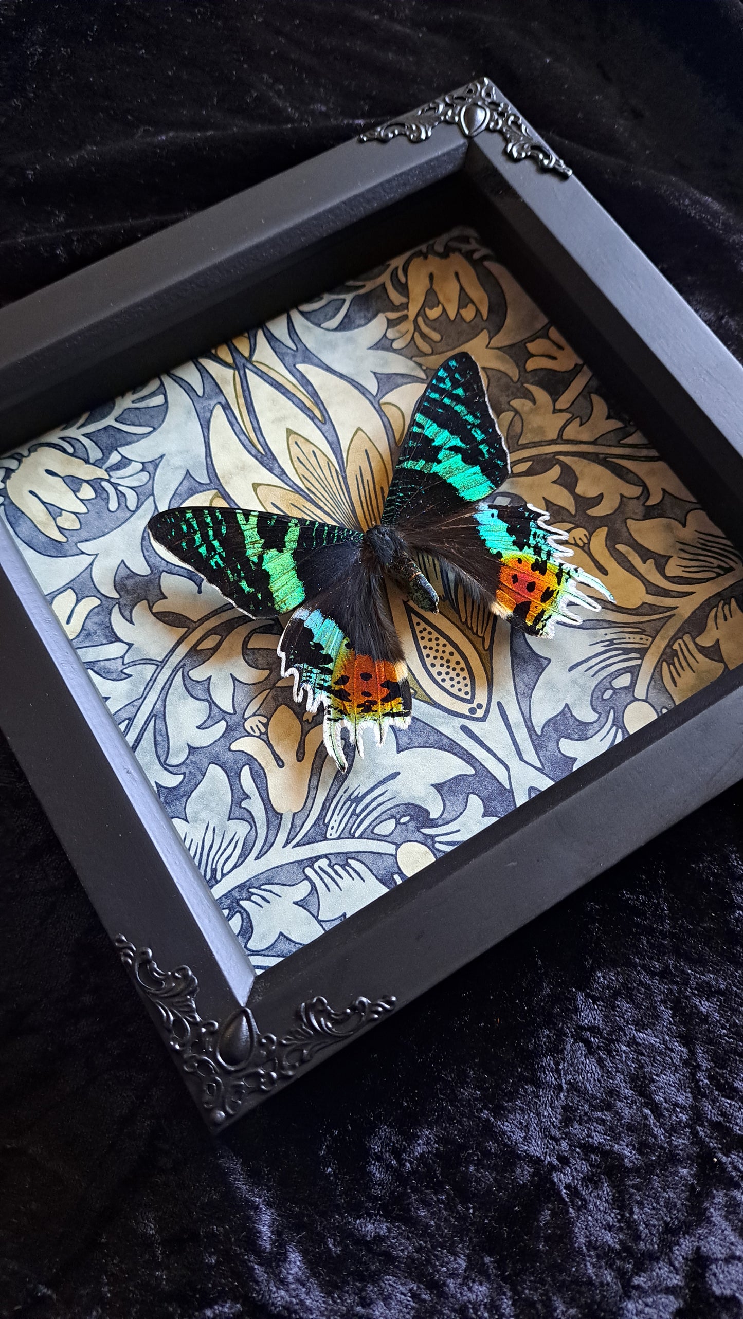 Madagascan Sunset Moth Framed