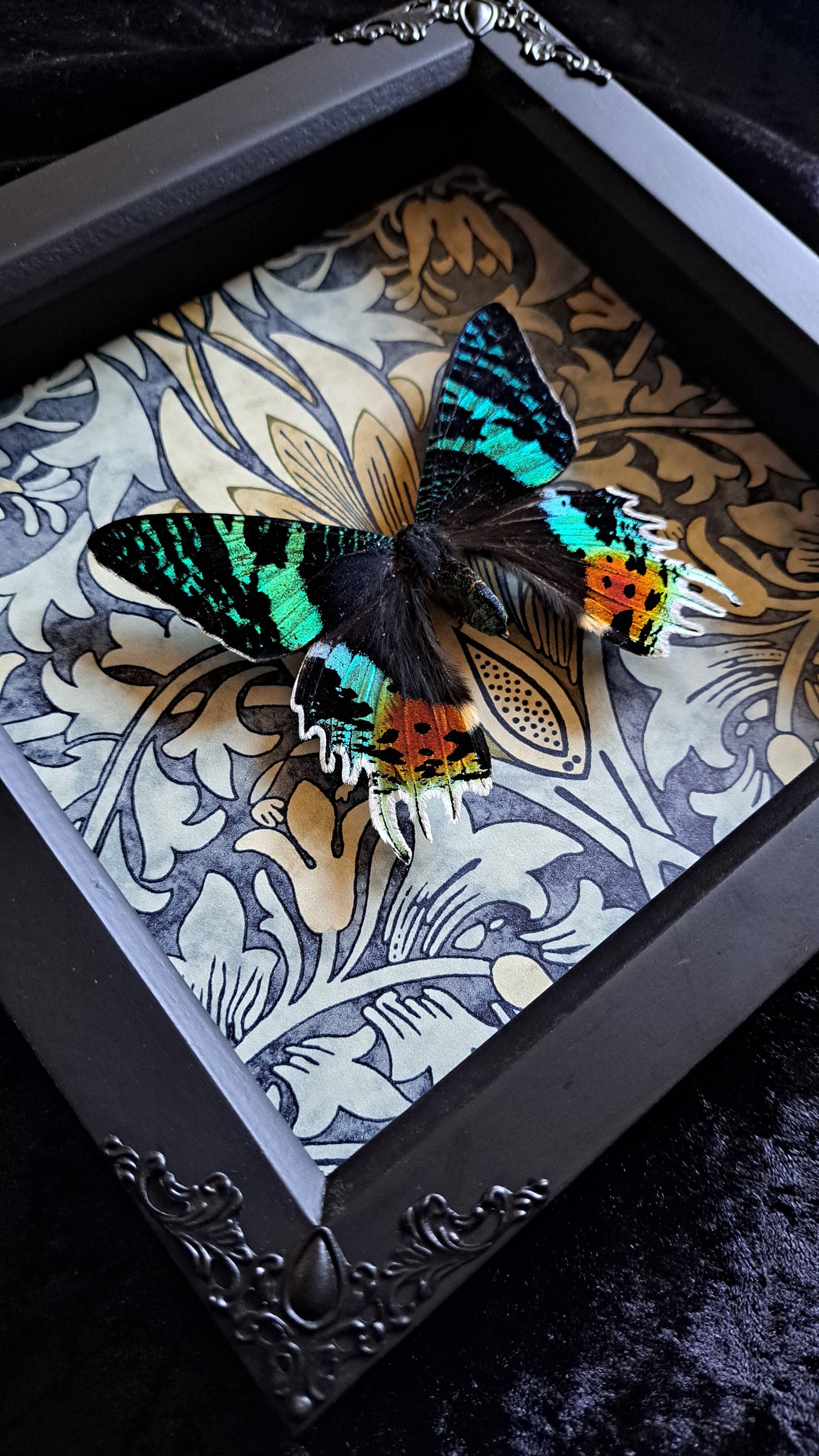 Madagascan Sunset Moth Framed