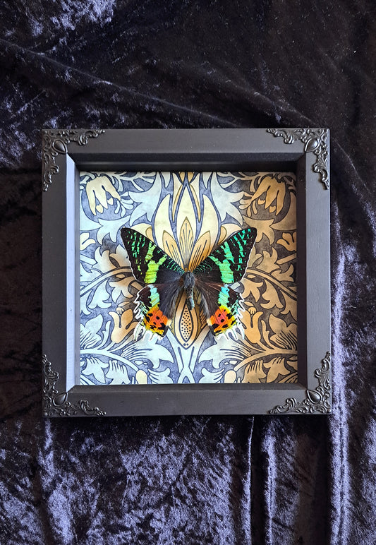 Madagascan Sunset Moth Framed