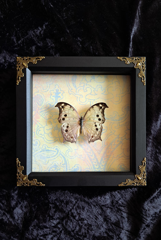 Mother of Pearl Framed II