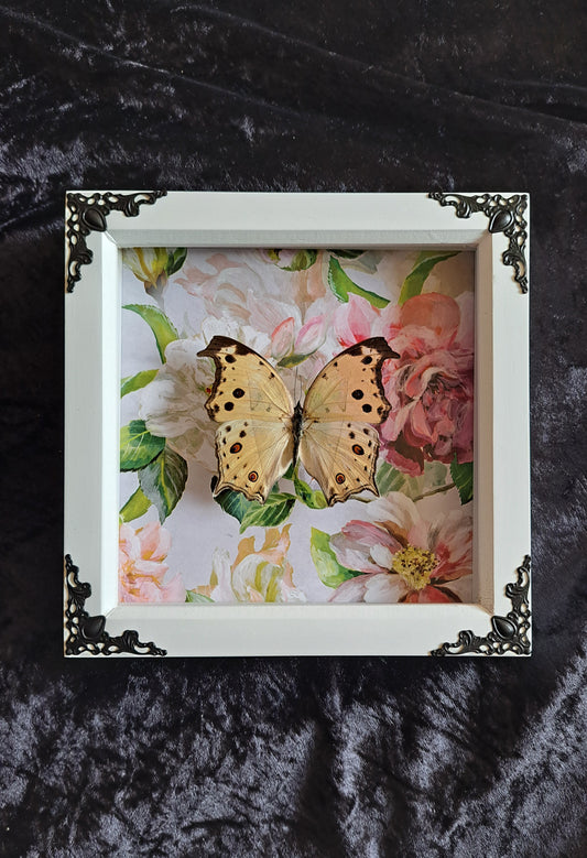 Mother of Pearl Framed