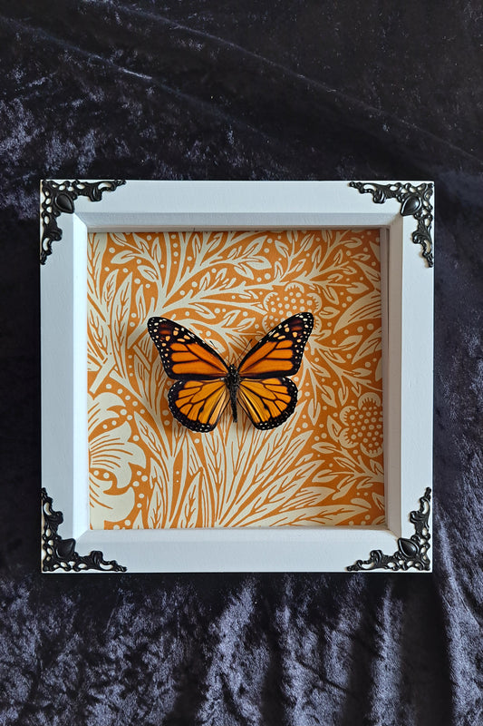 Monarch Framed