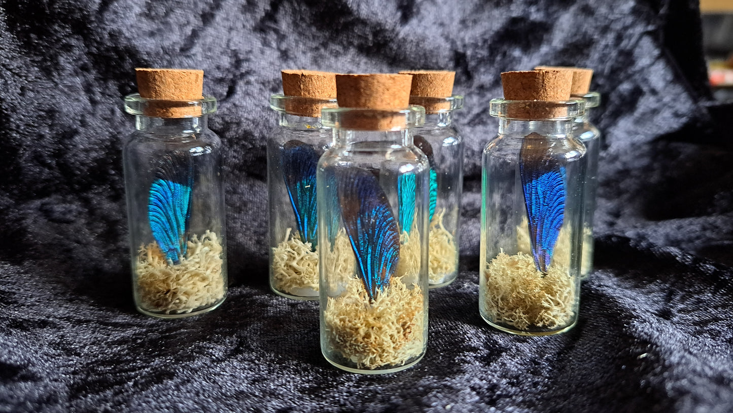 Damselfly Curio Jar