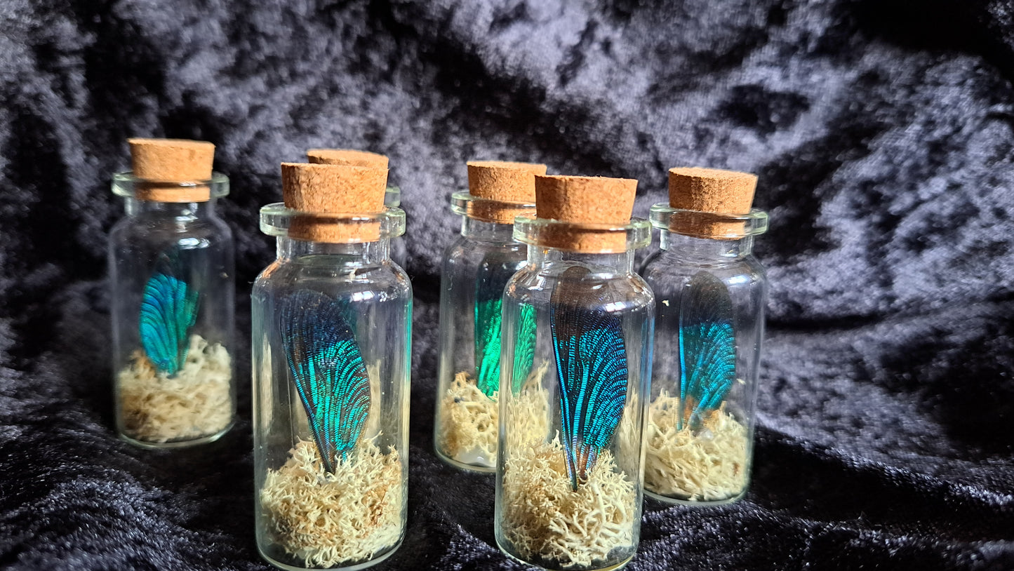 Damselfly Curio Jar