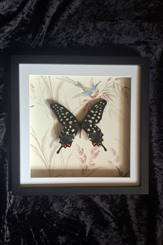 Giant Madagascan Swallowtail Framed