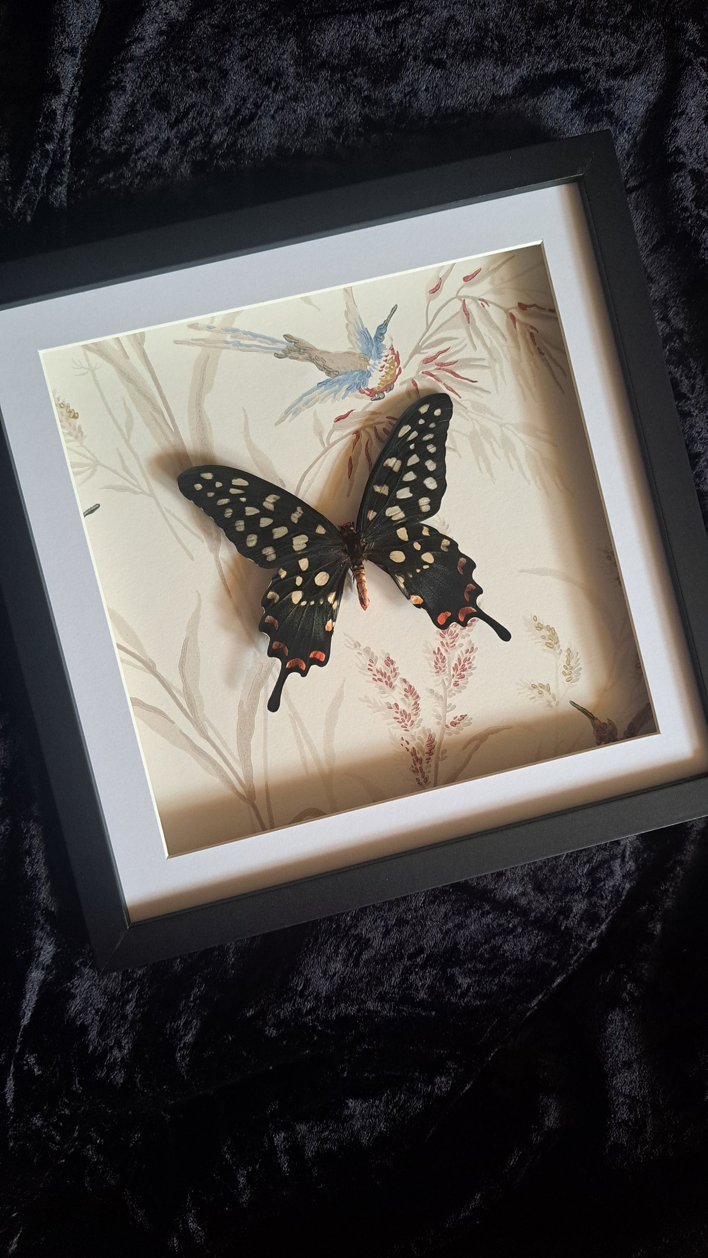 Giant Madagascan Swallowtail Framed