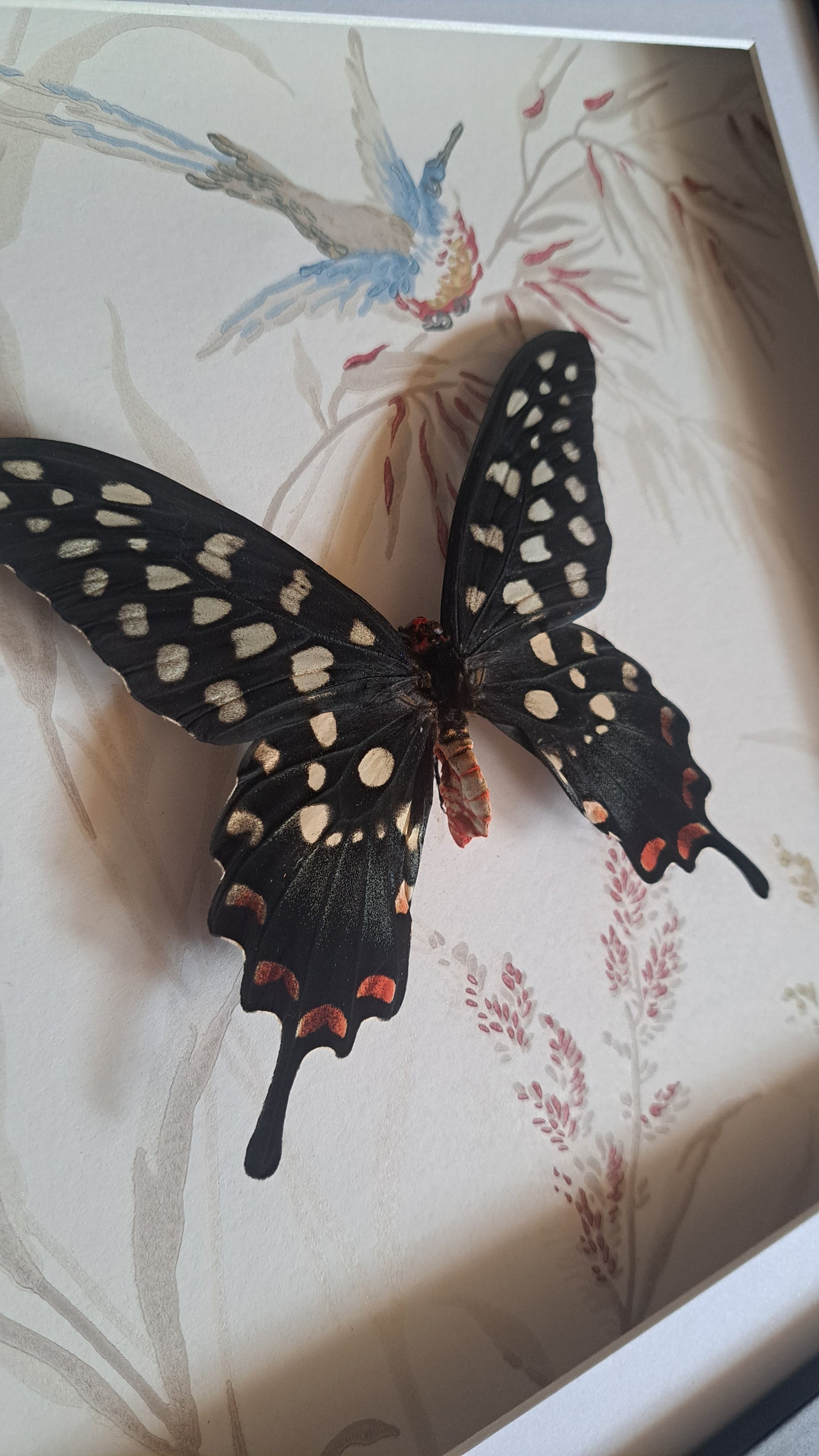 Giant Madagascan Swallowtail Framed