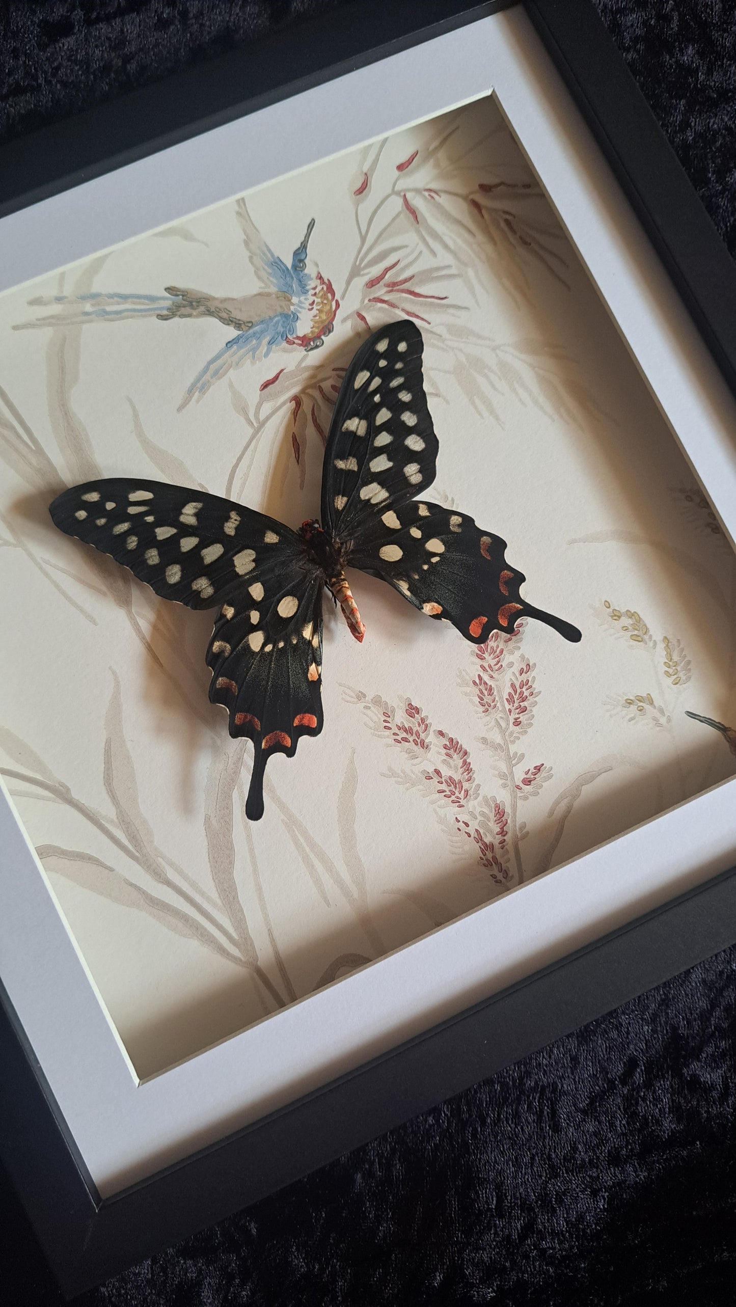 Giant Madagascan Swallowtail Framed