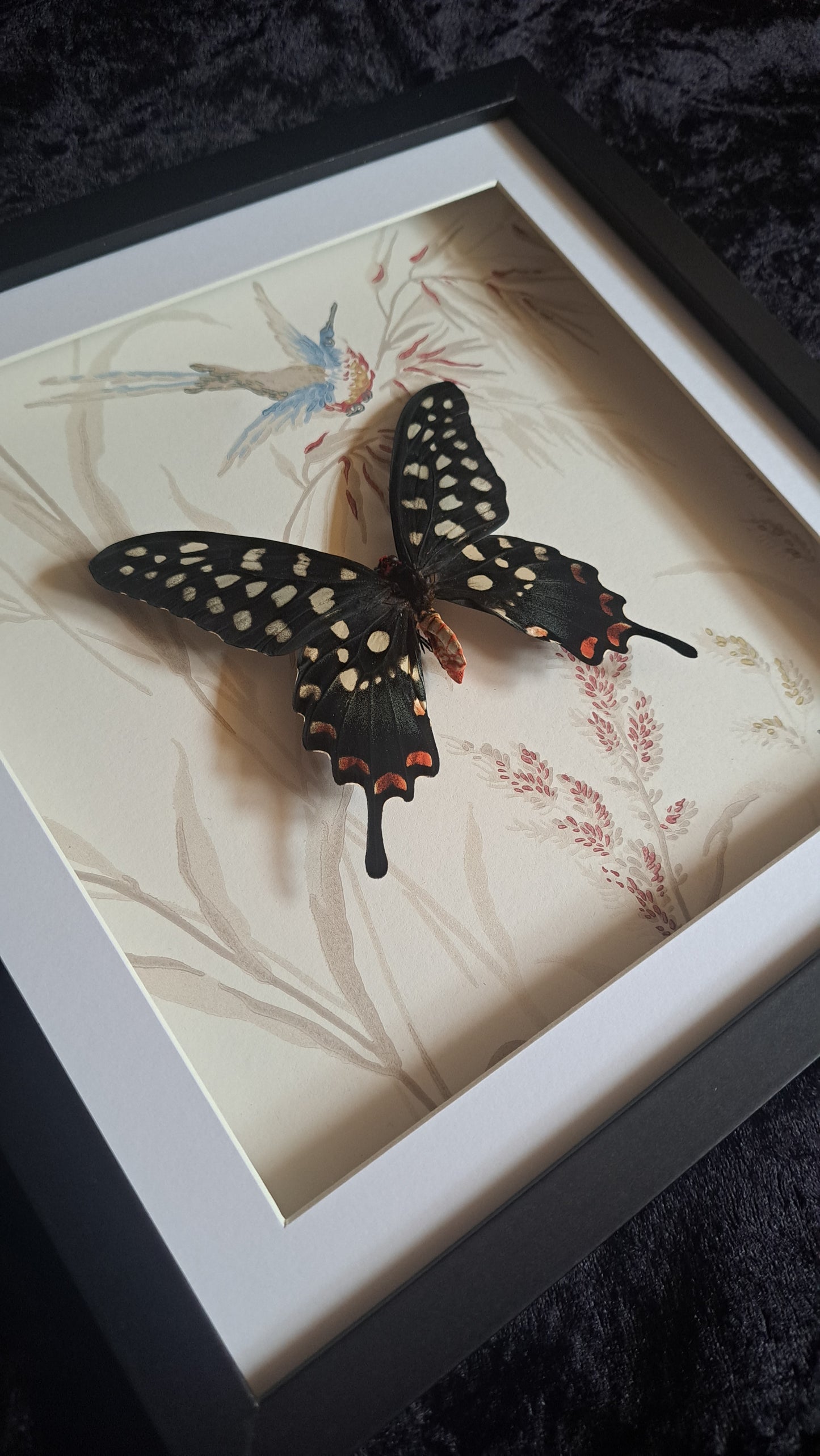 Giant Madagascan Swallowtail Framed