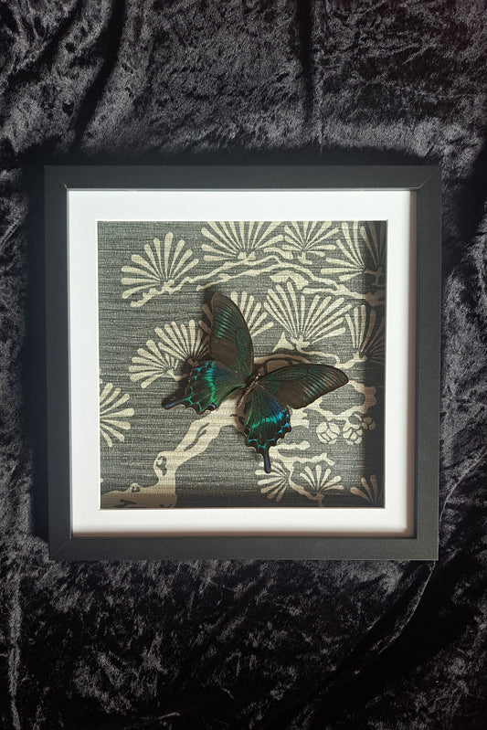 Alpine Black Swallowtail Framed III