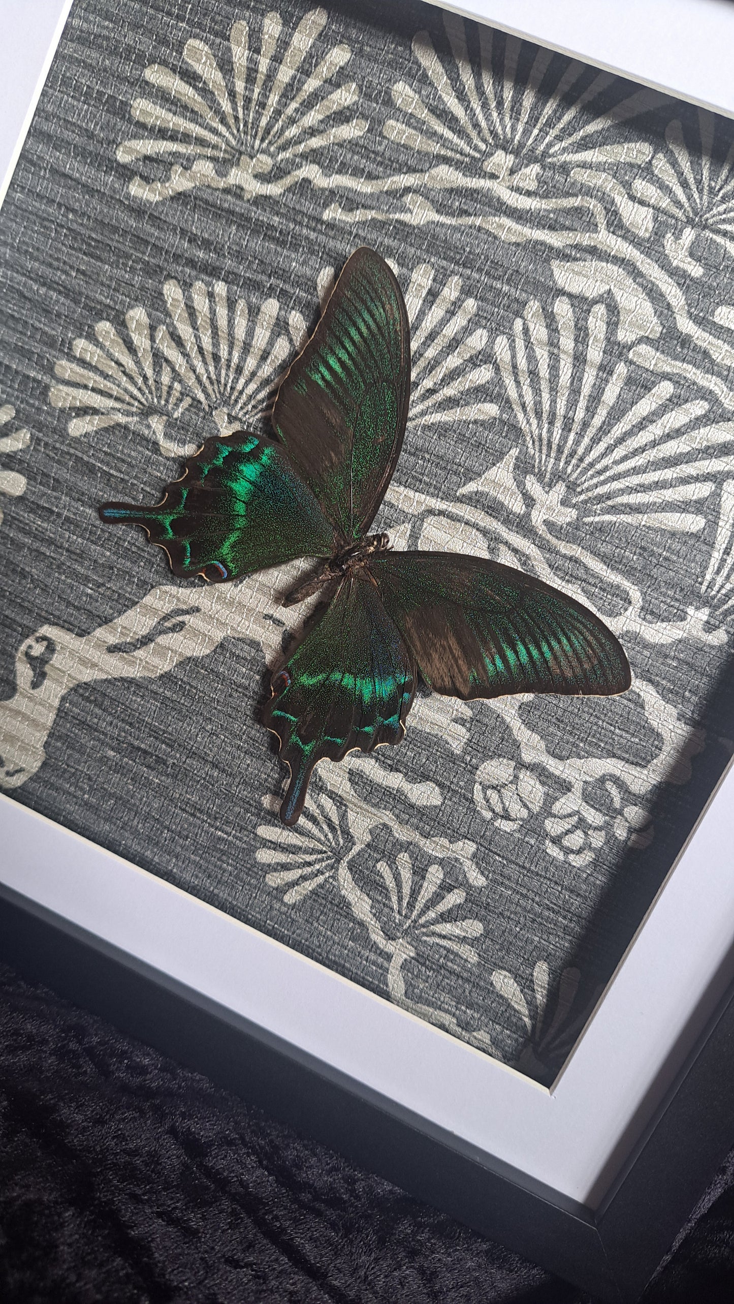 Alpine Black Swallowtail Framed III