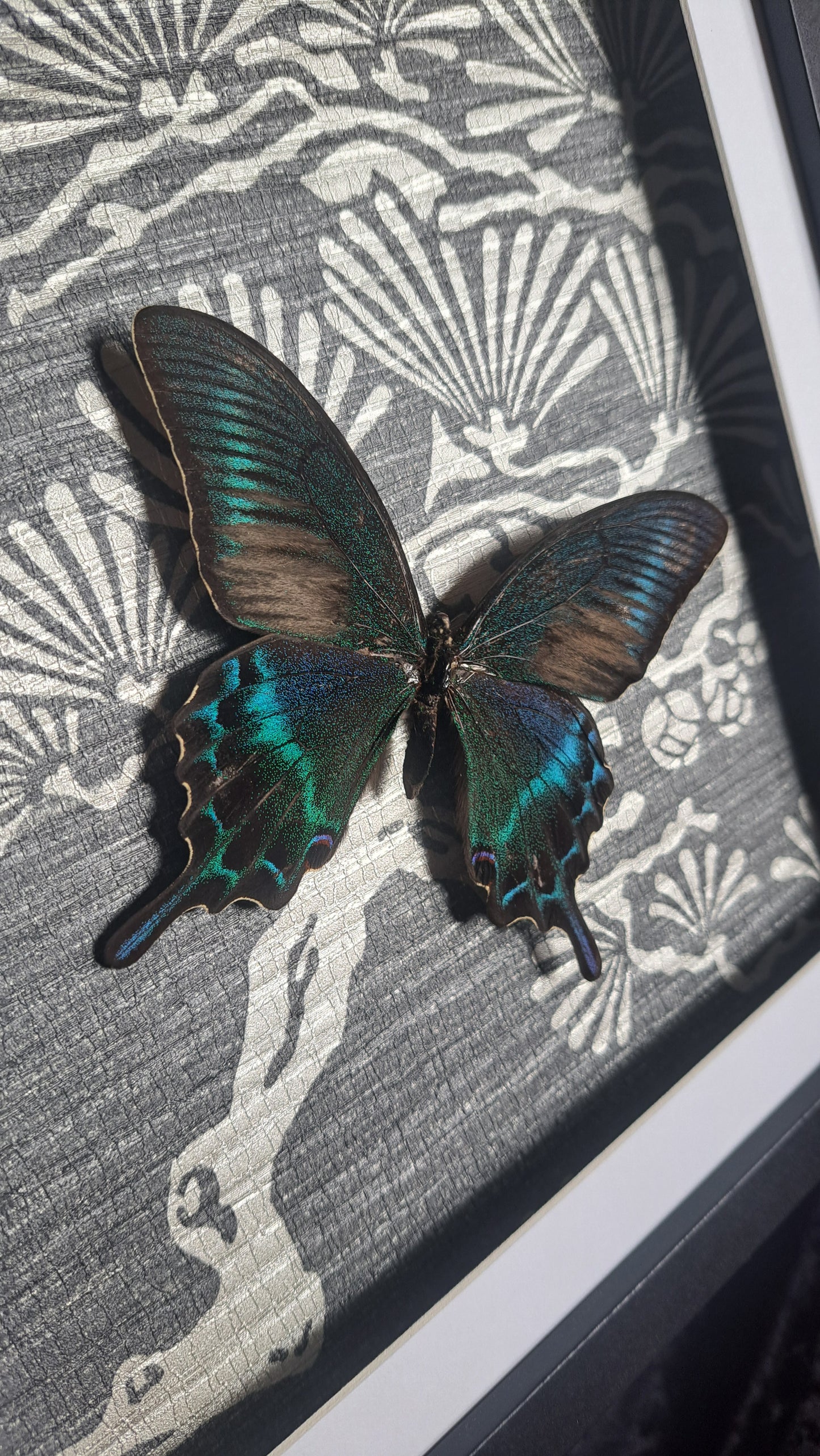 Alpine Black Swallowtail Framed III