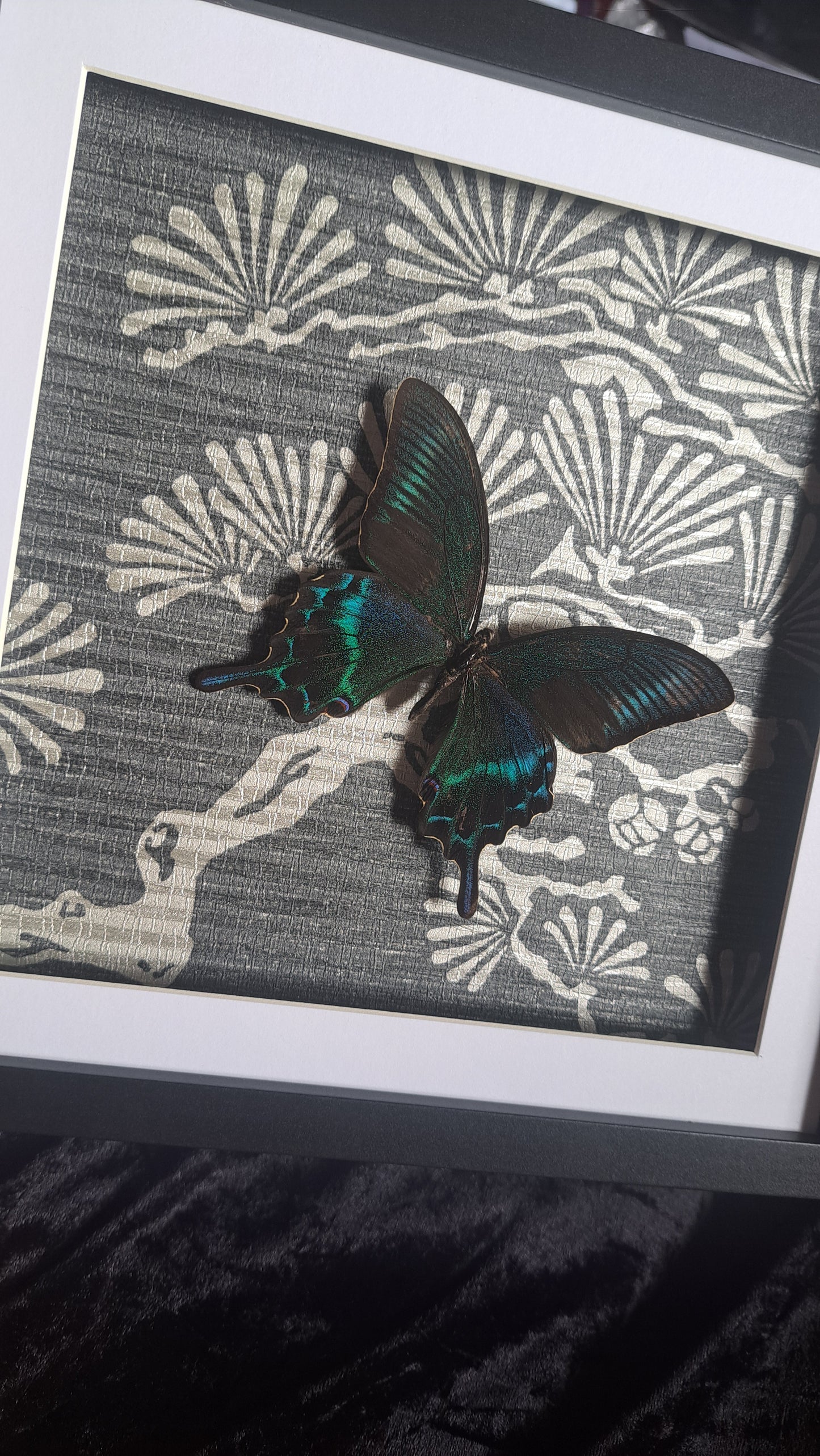 Alpine Black Swallowtail Framed III