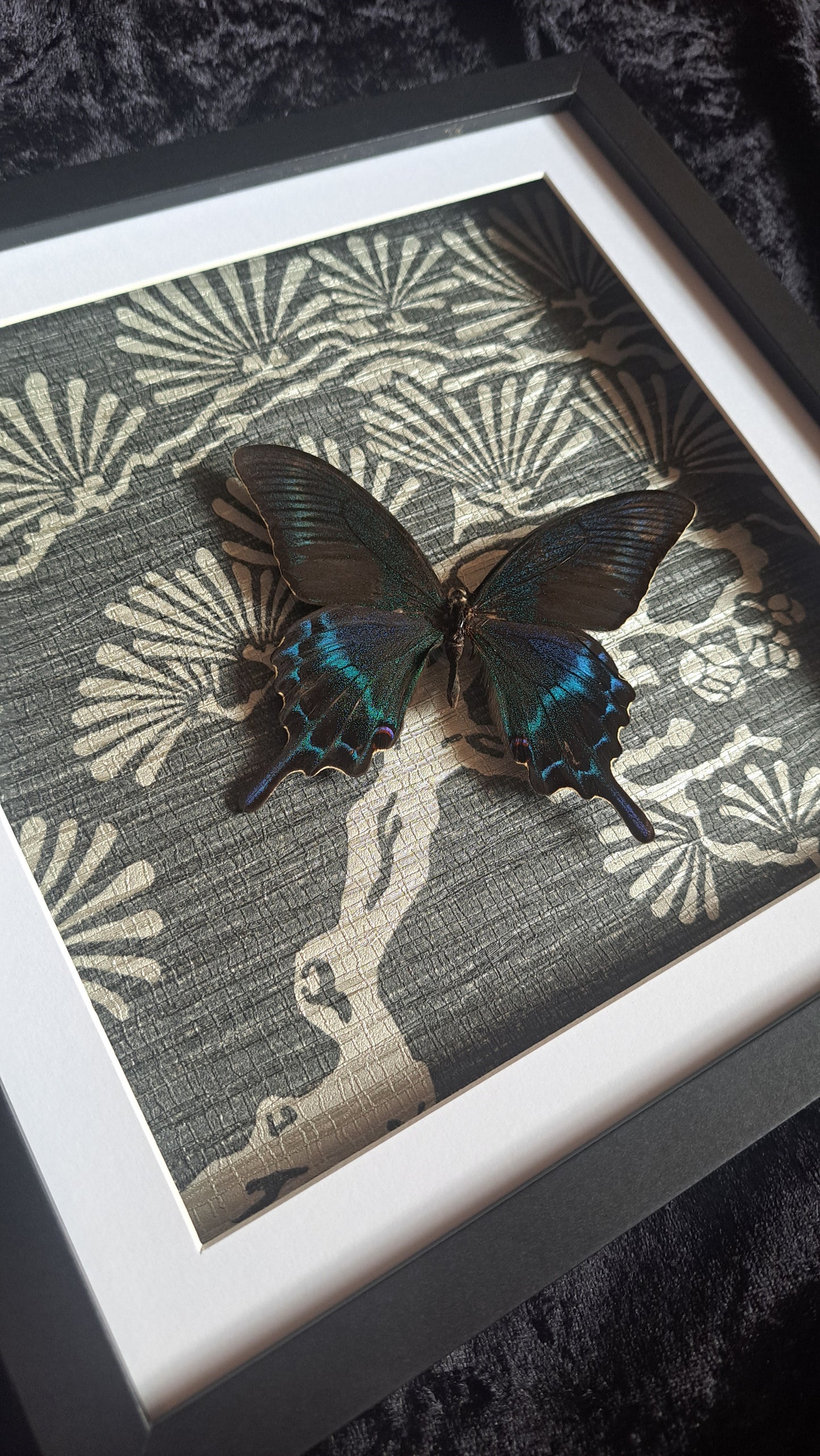 Alpine Black Swallowtail Framed III