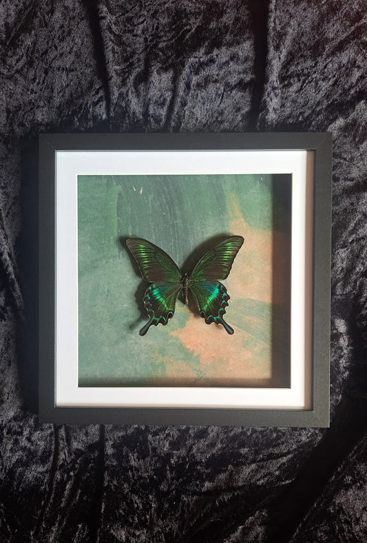 Alpine Black Swallowtail Framed IV