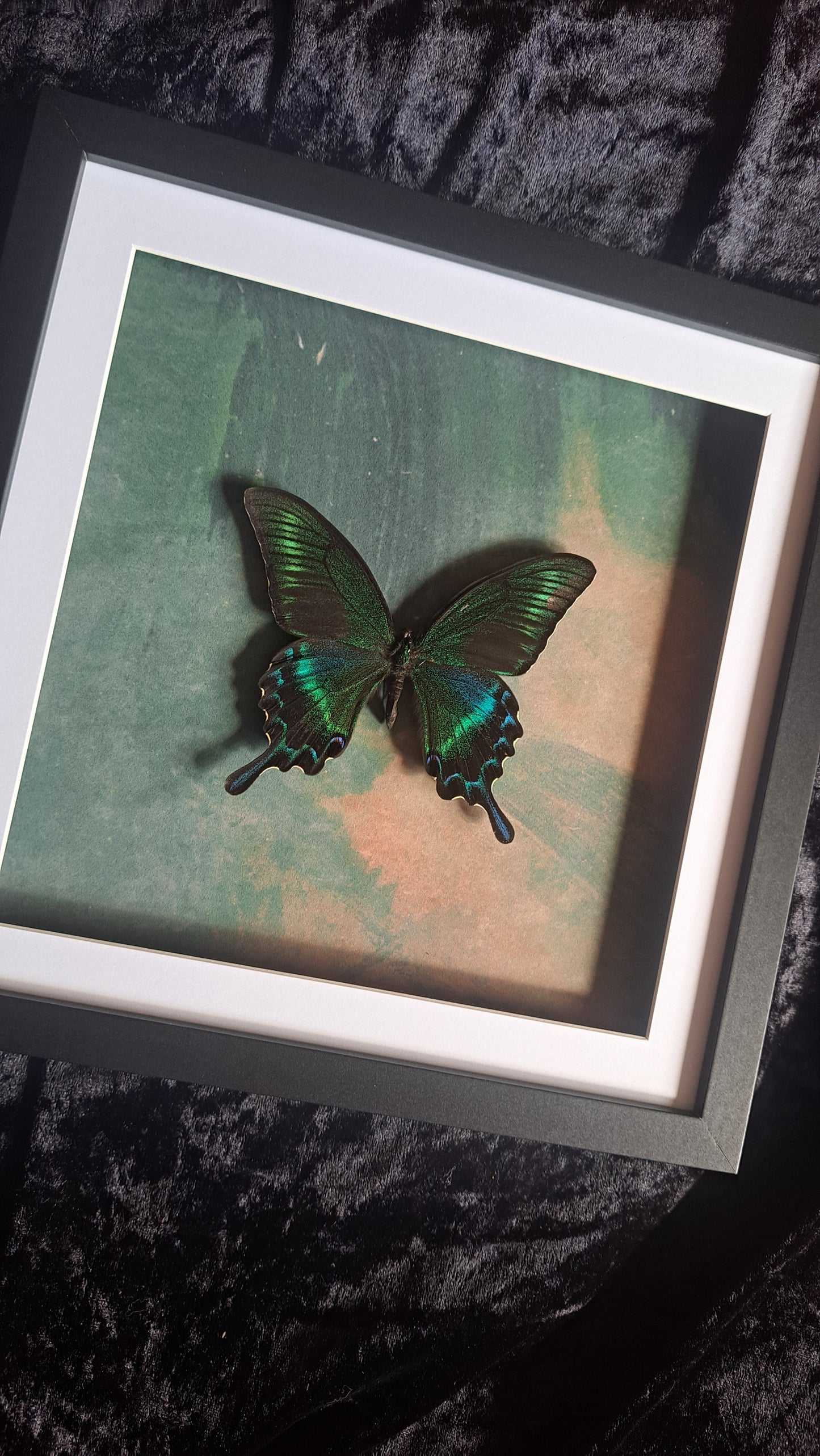 Alpine Black Swallowtail Framed IV
