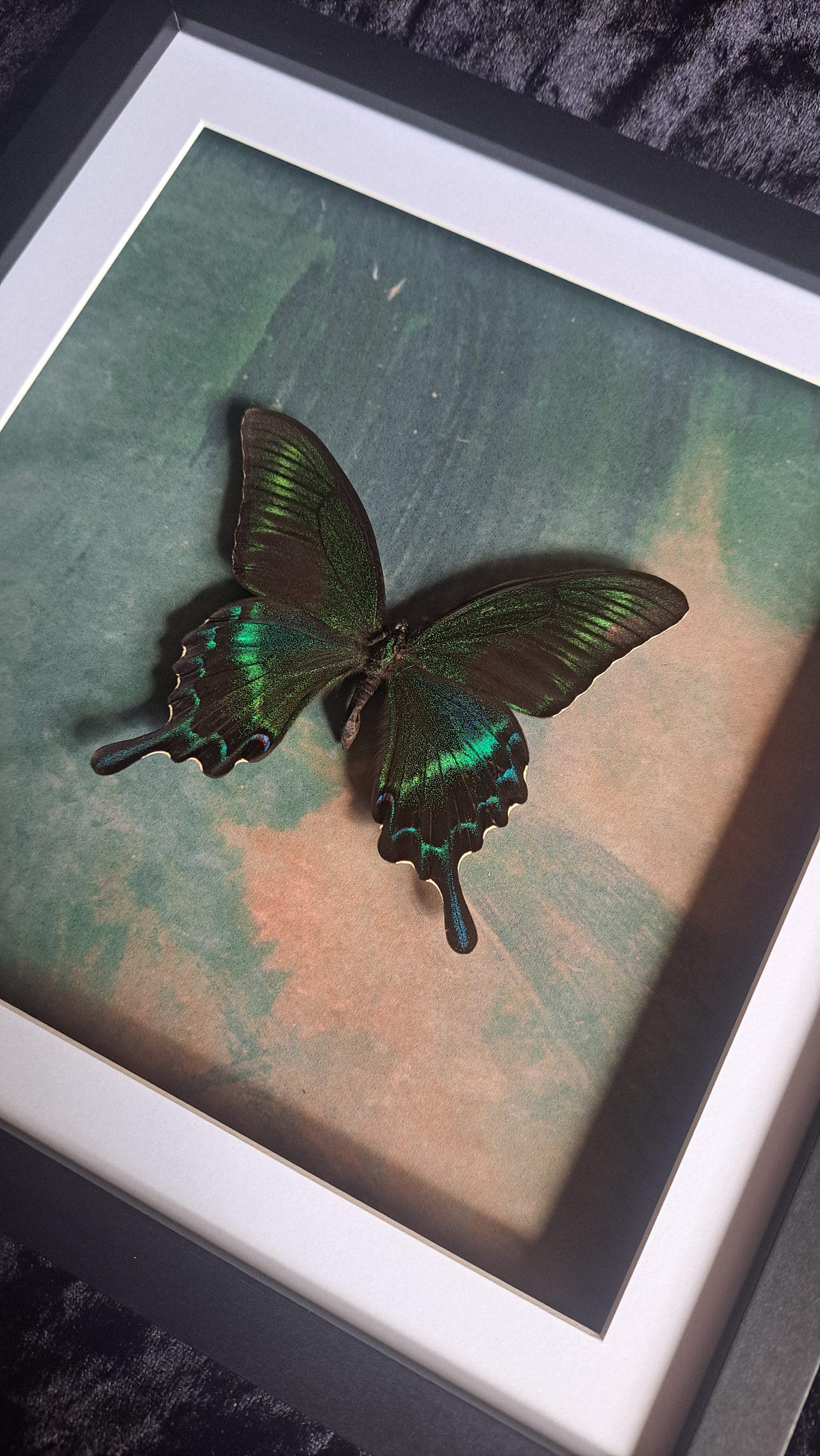 Alpine Black Swallowtail Framed IV