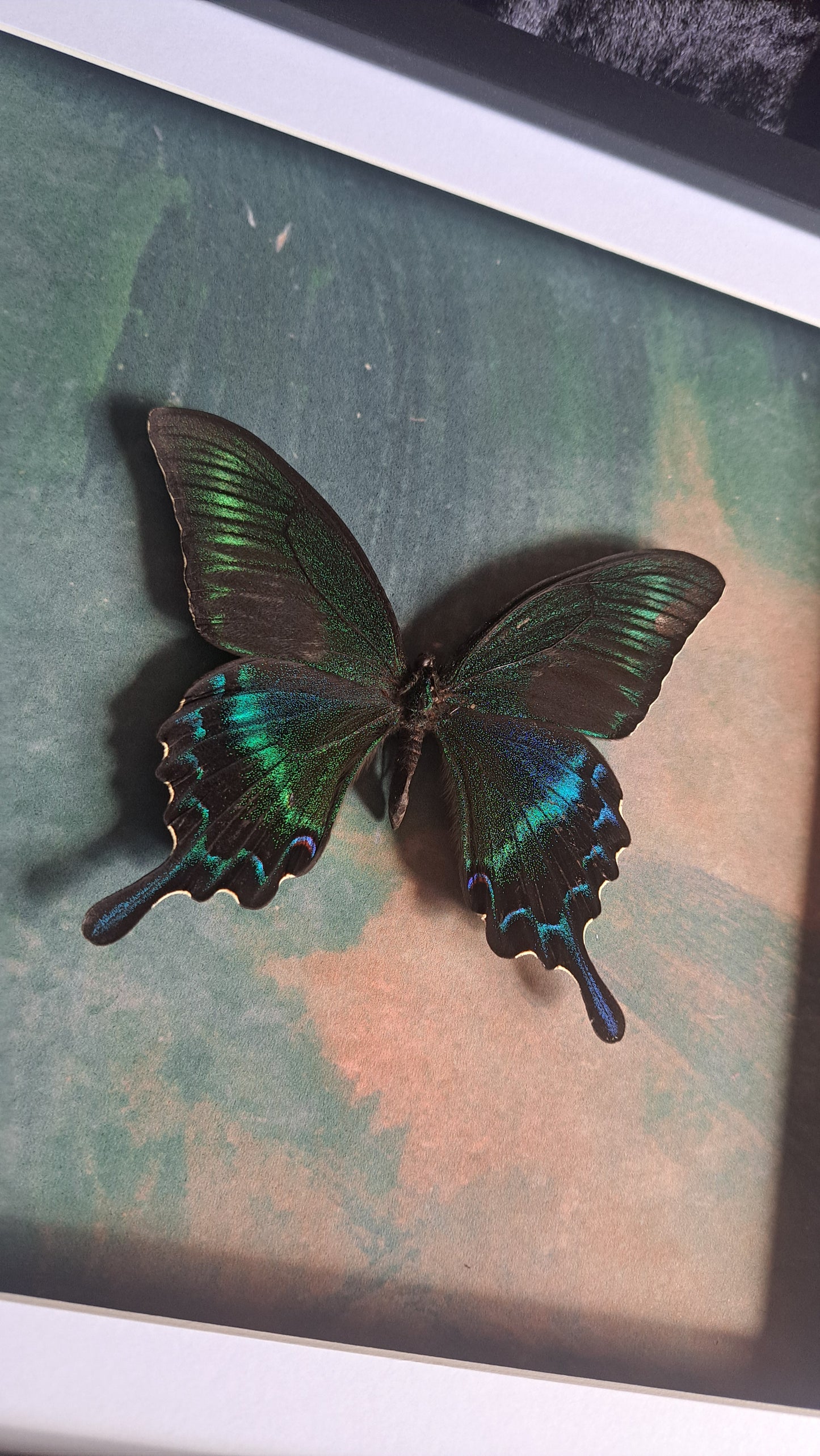 Alpine Black Swallowtail Framed IV