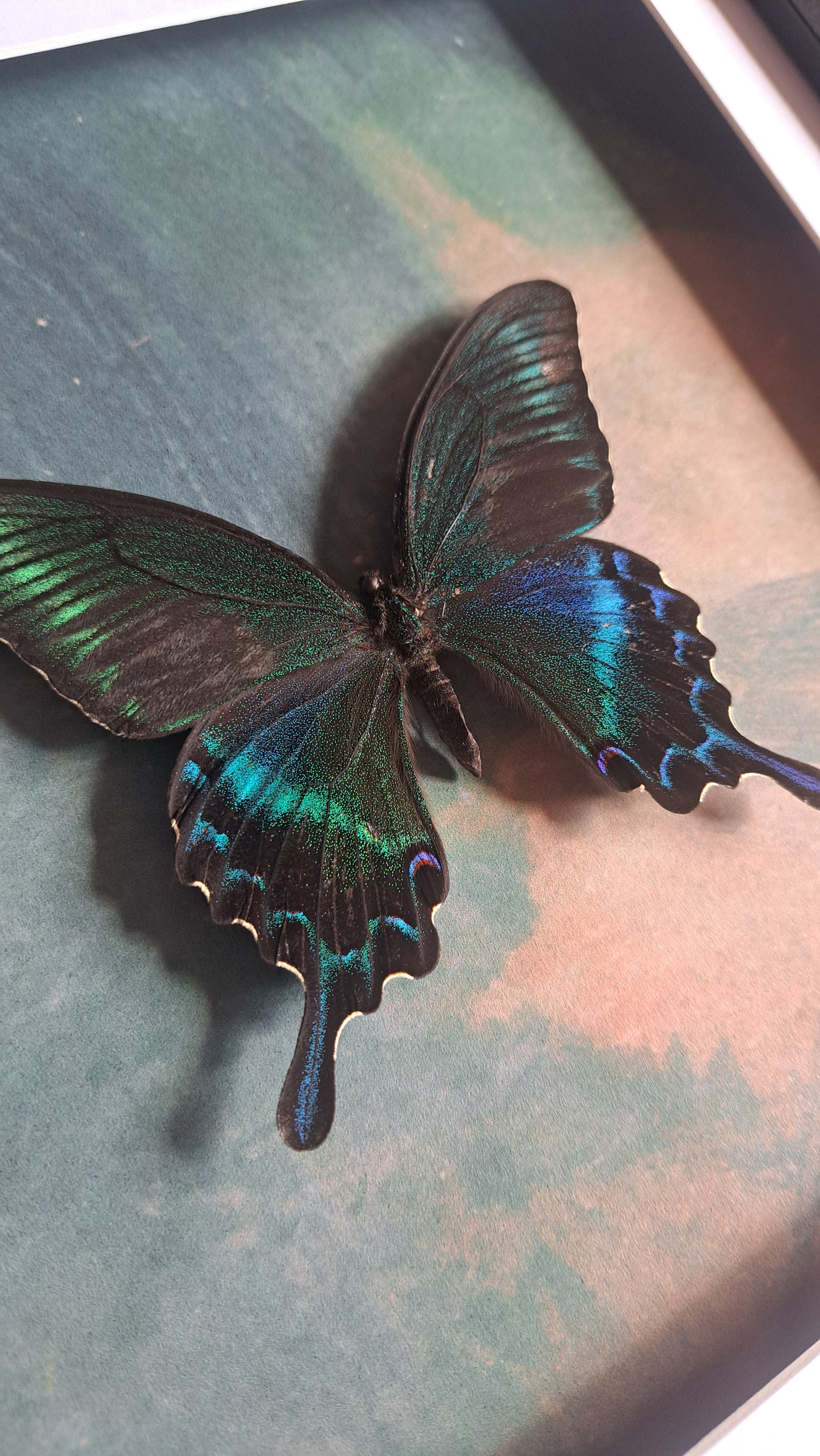 Alpine Black Swallowtail Framed IV