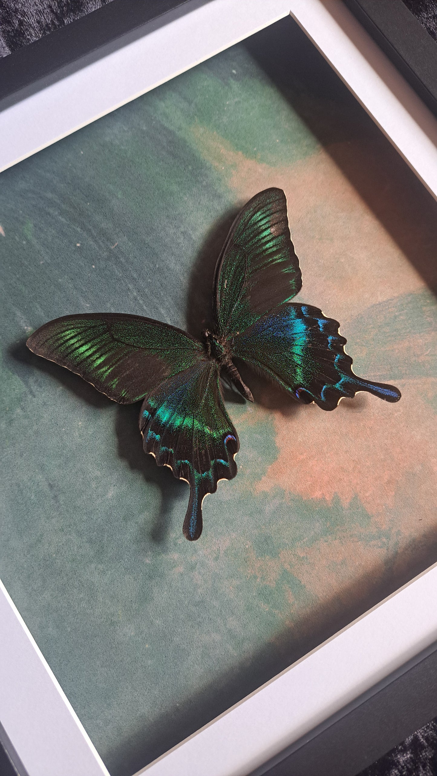 Alpine Black Swallowtail Framed IV