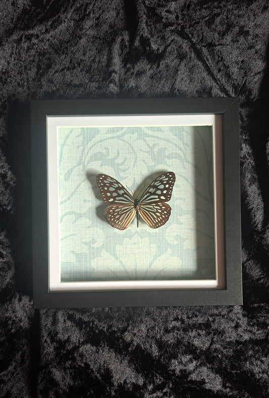 Blue Glassey Tiger Framed