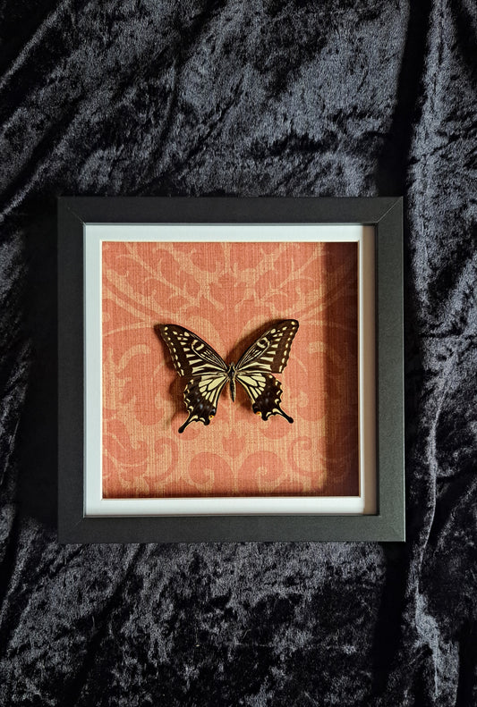 Asian Swallowtail Framed