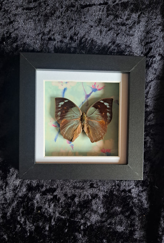 Lined Leafwing Framed