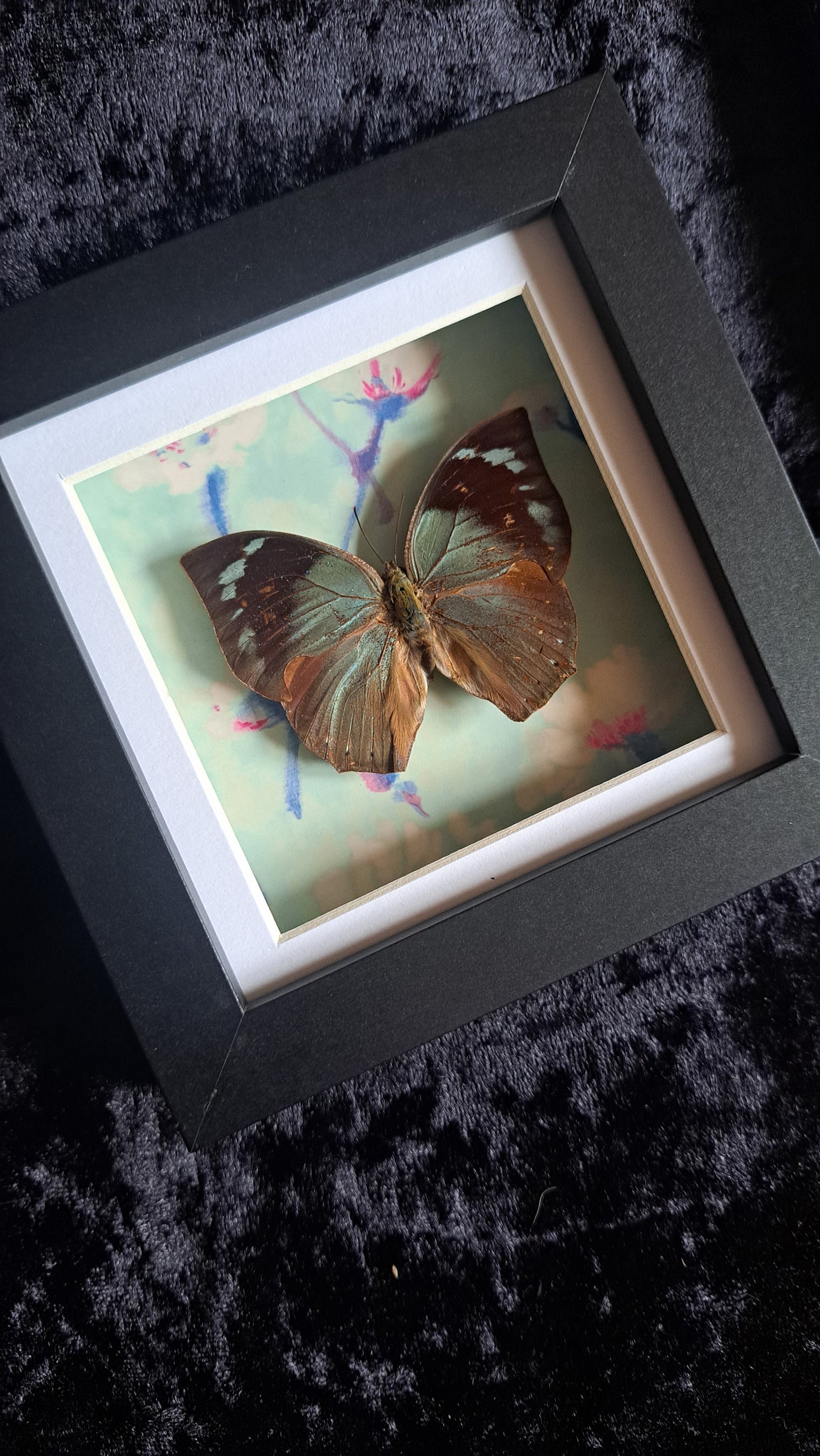 Lined Leafwing Framed