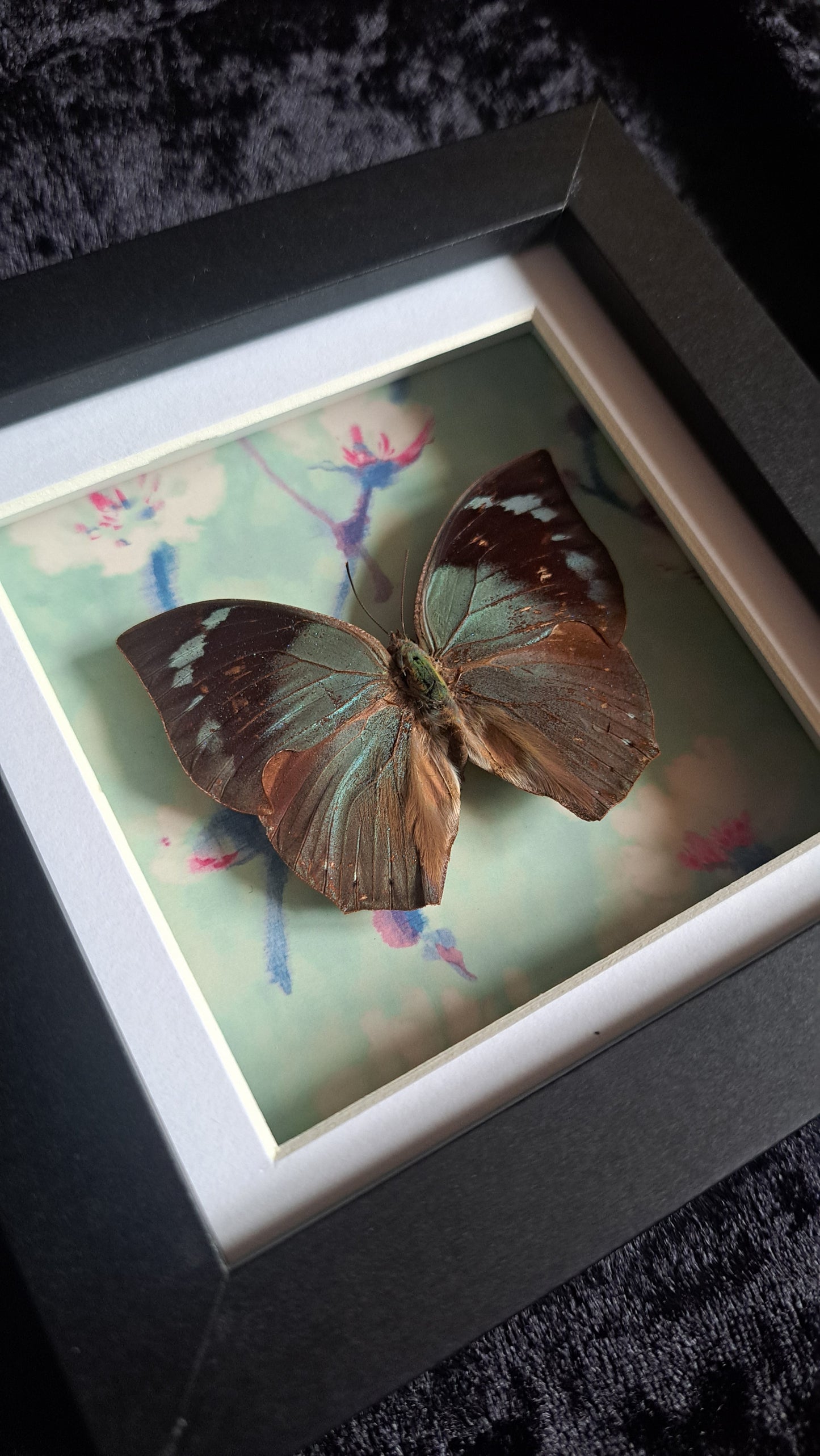 Lined Leafwing Framed