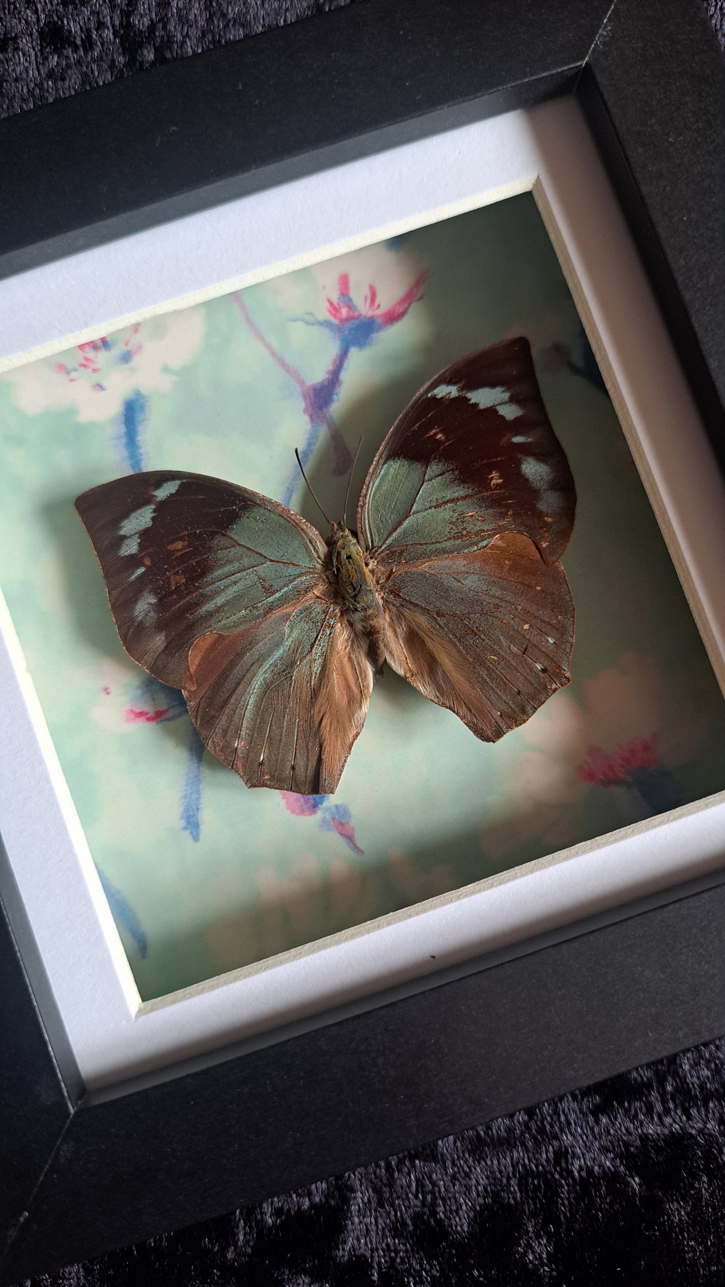 Lined Leafwing Framed